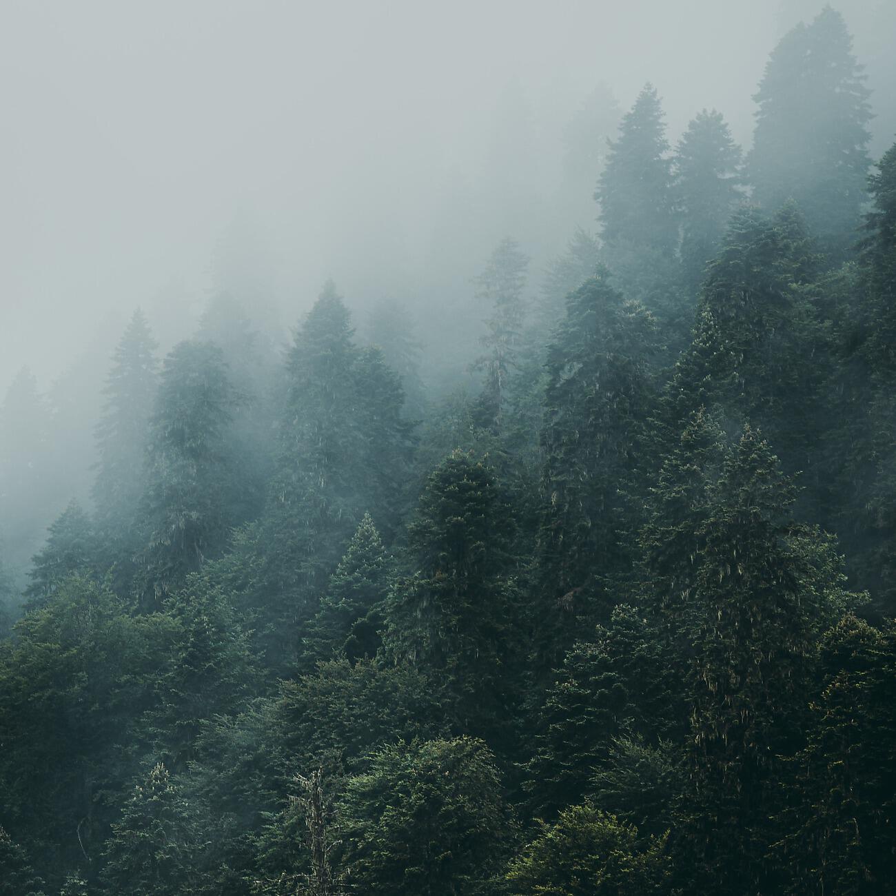 Релиз Relaxing Rain Sounds