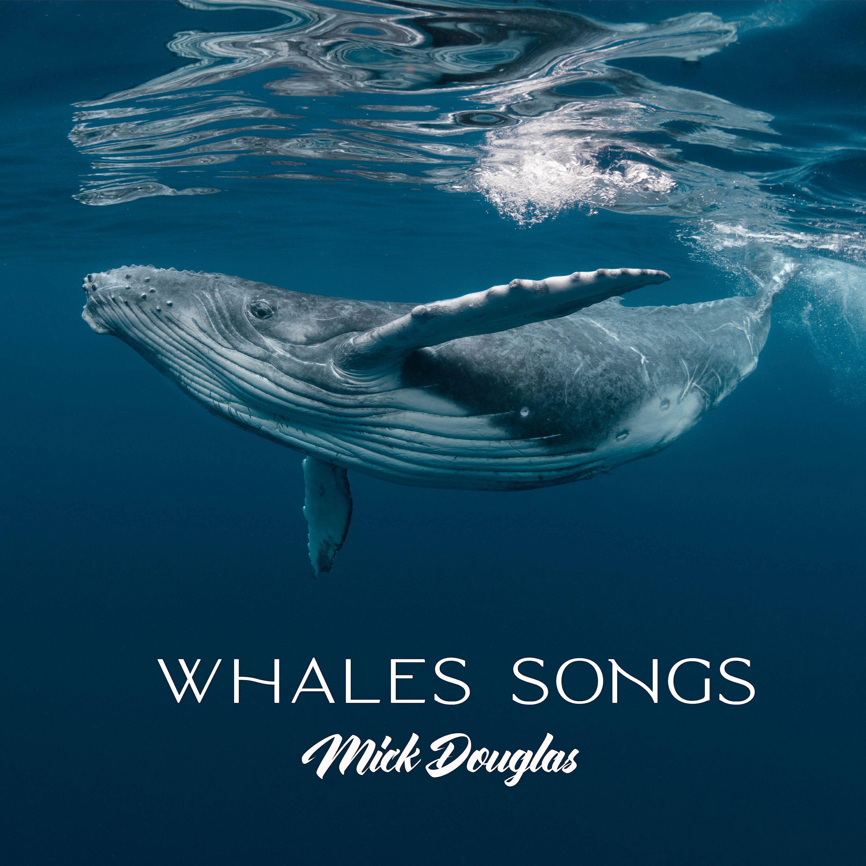 Релиз Whales Songs