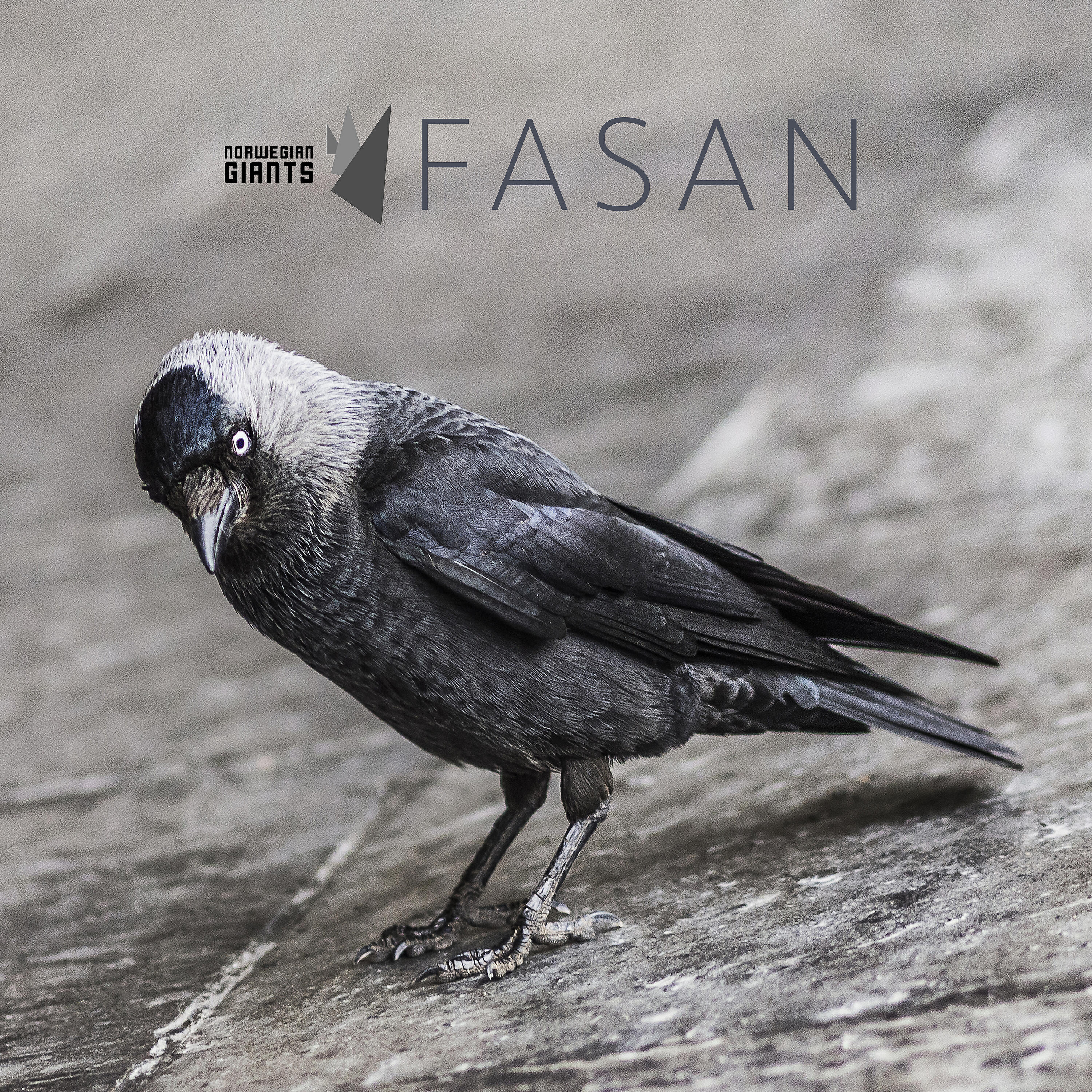 Релиз Fasan