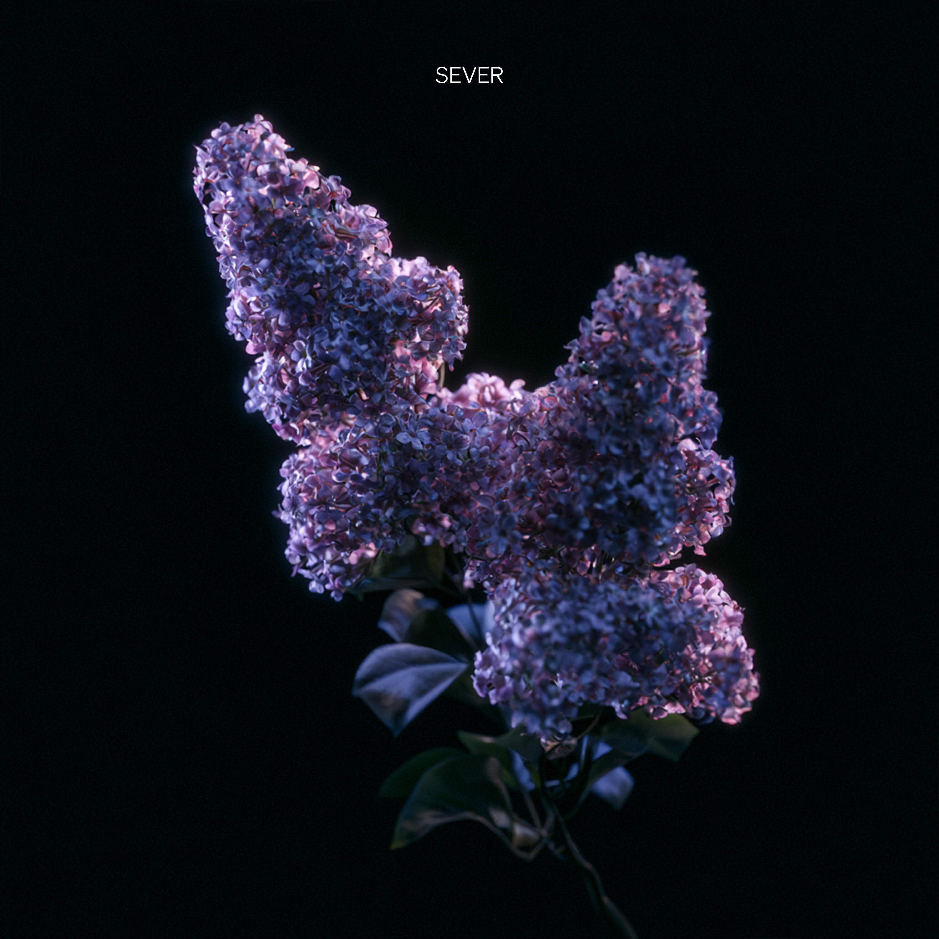 Релиз Lilac