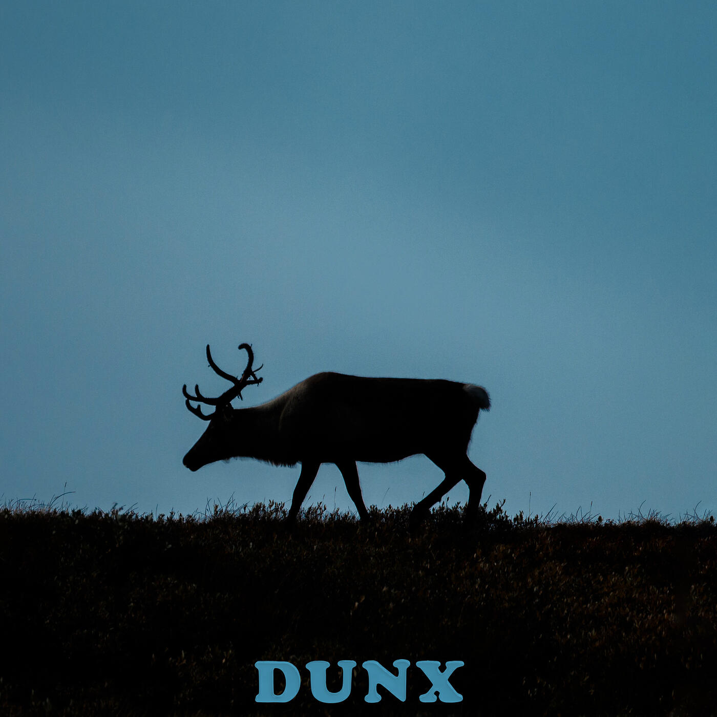 Релиз Caribou