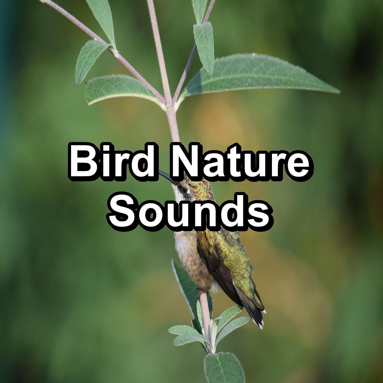 Релиз Bird Nature Sounds