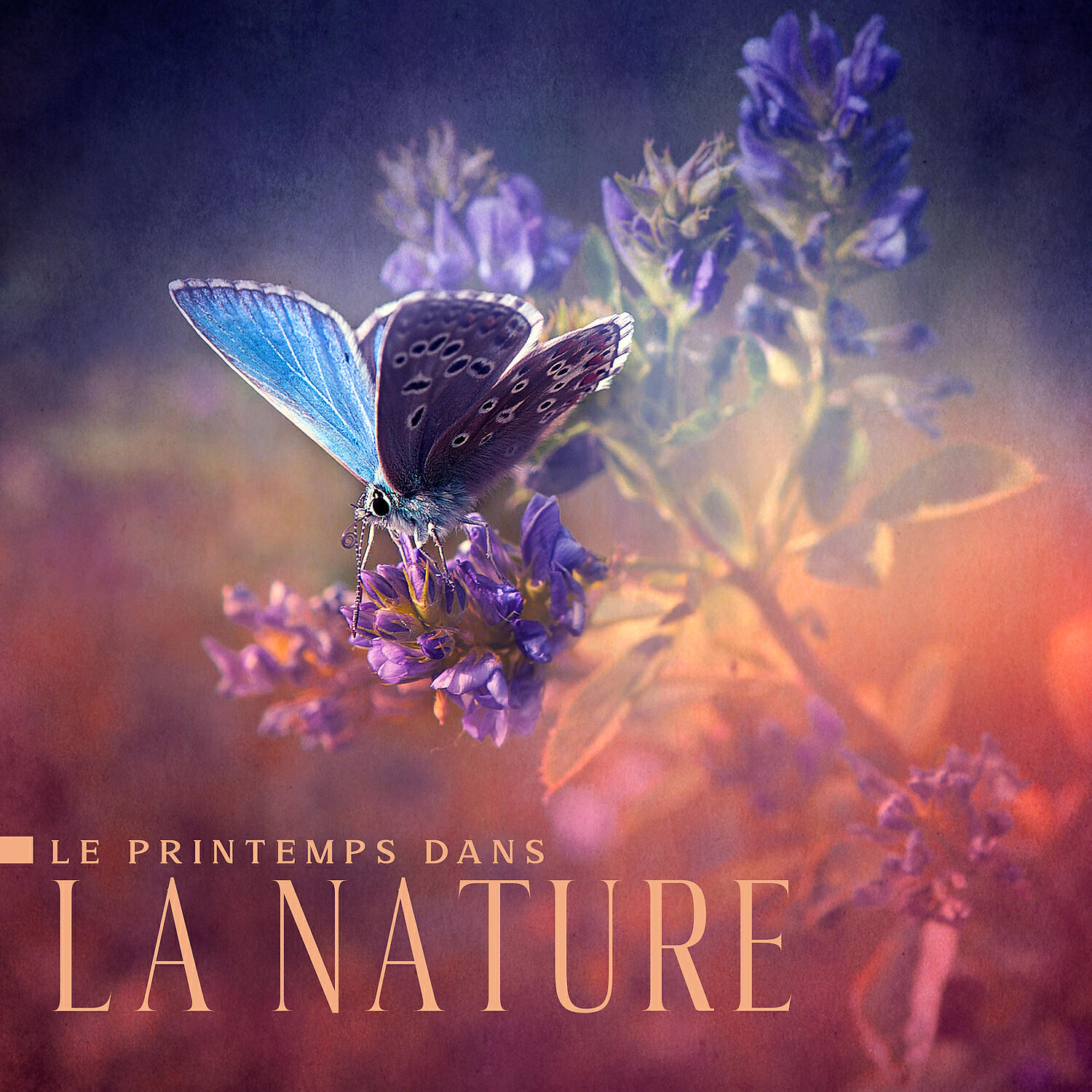 Релиз Le printemps dans la nature: Forêts fleuries, Ruisseaux vivants, Chants d'oiseaux, Pluie rafraîchissante