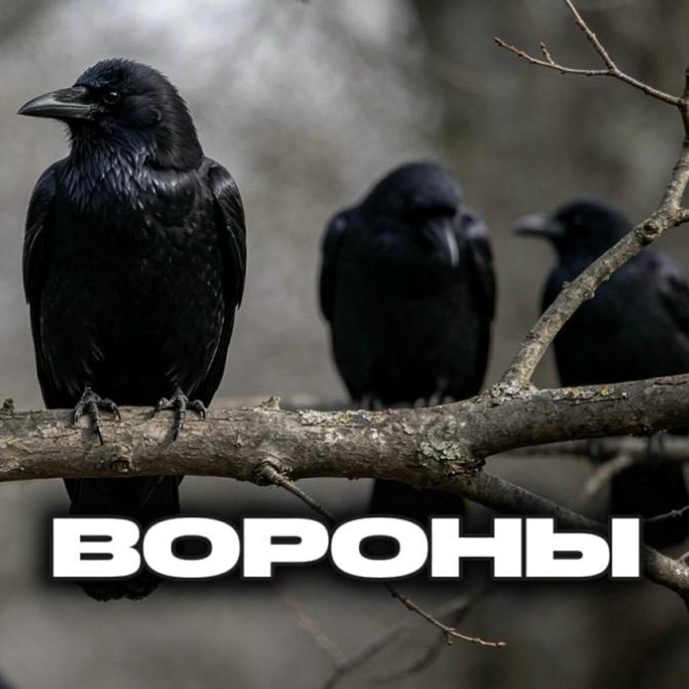 Релиз Вороны