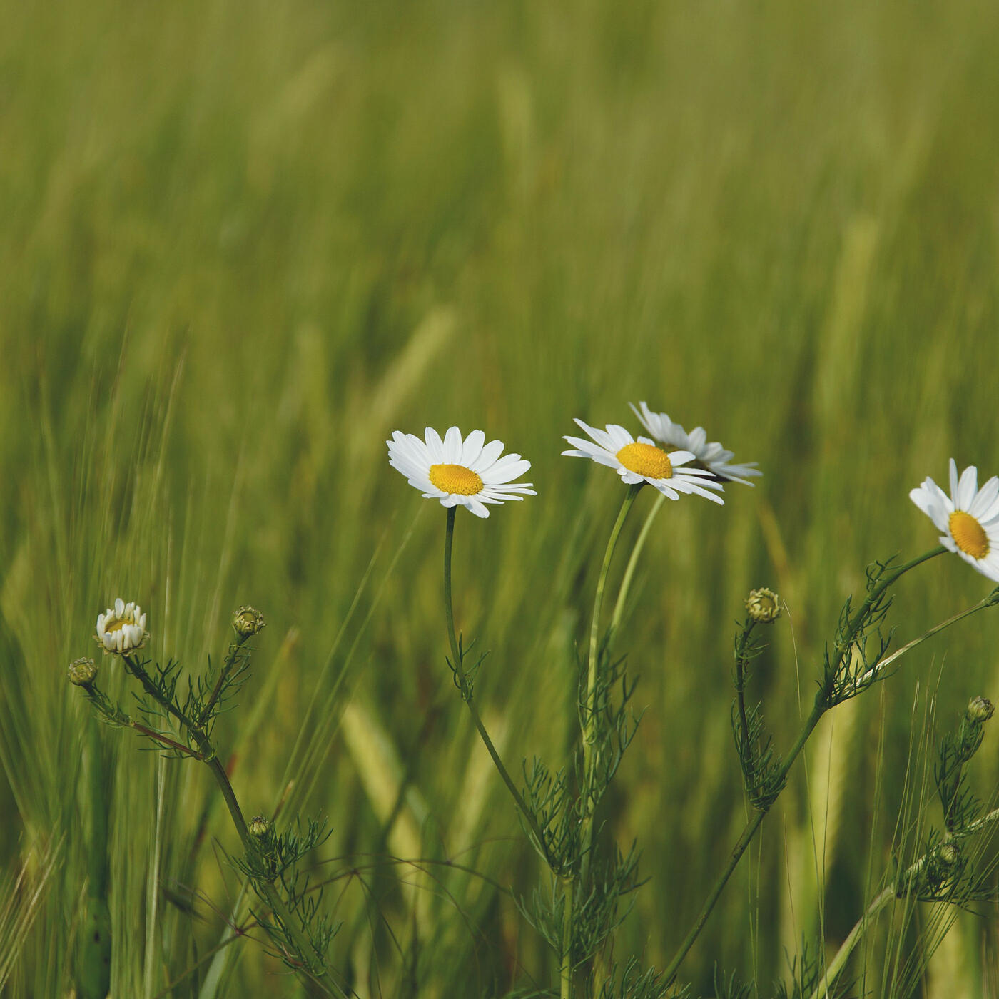 Релиз Butterwort
