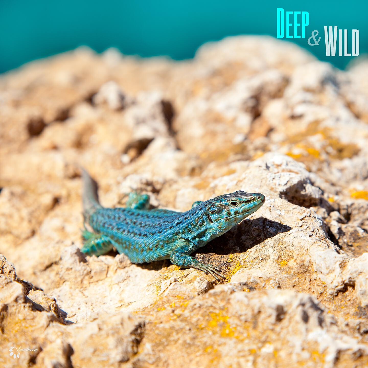 Релиз Deep & Wild