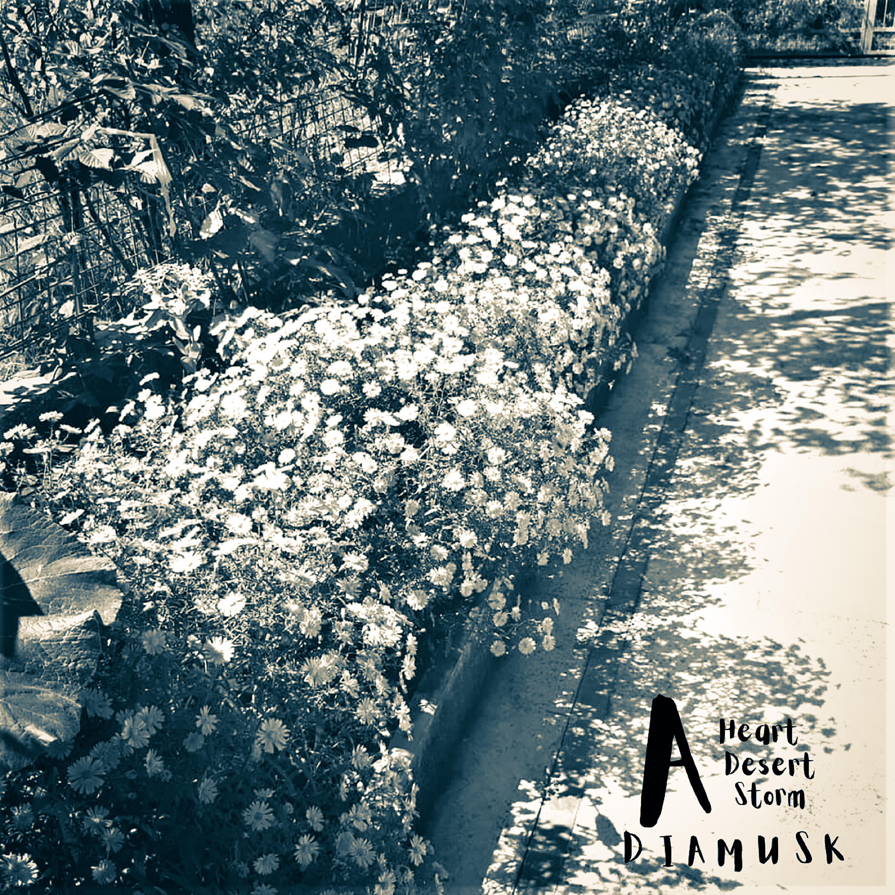 Diamusk