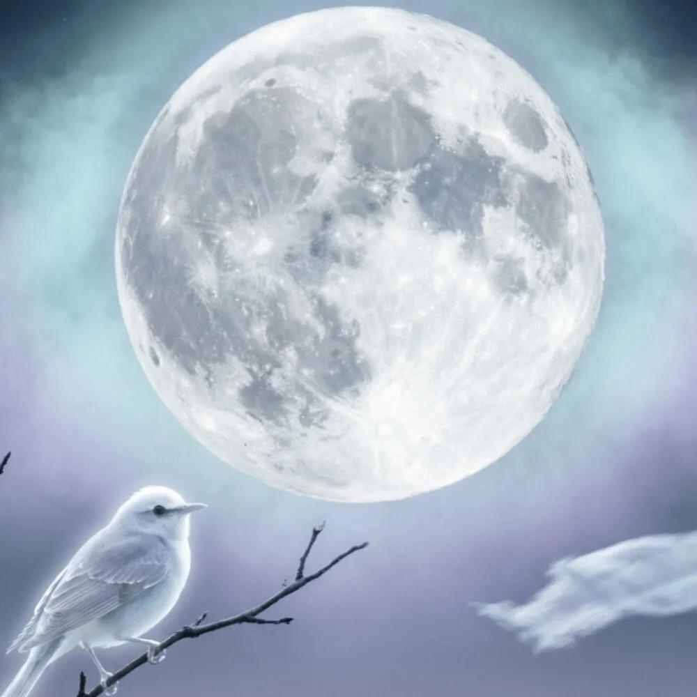 Релиз Dreaming in the Light