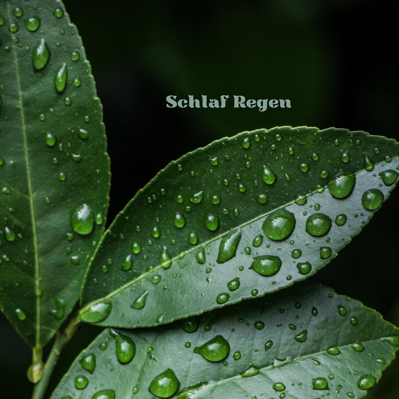 Релиз Schlaf Regen