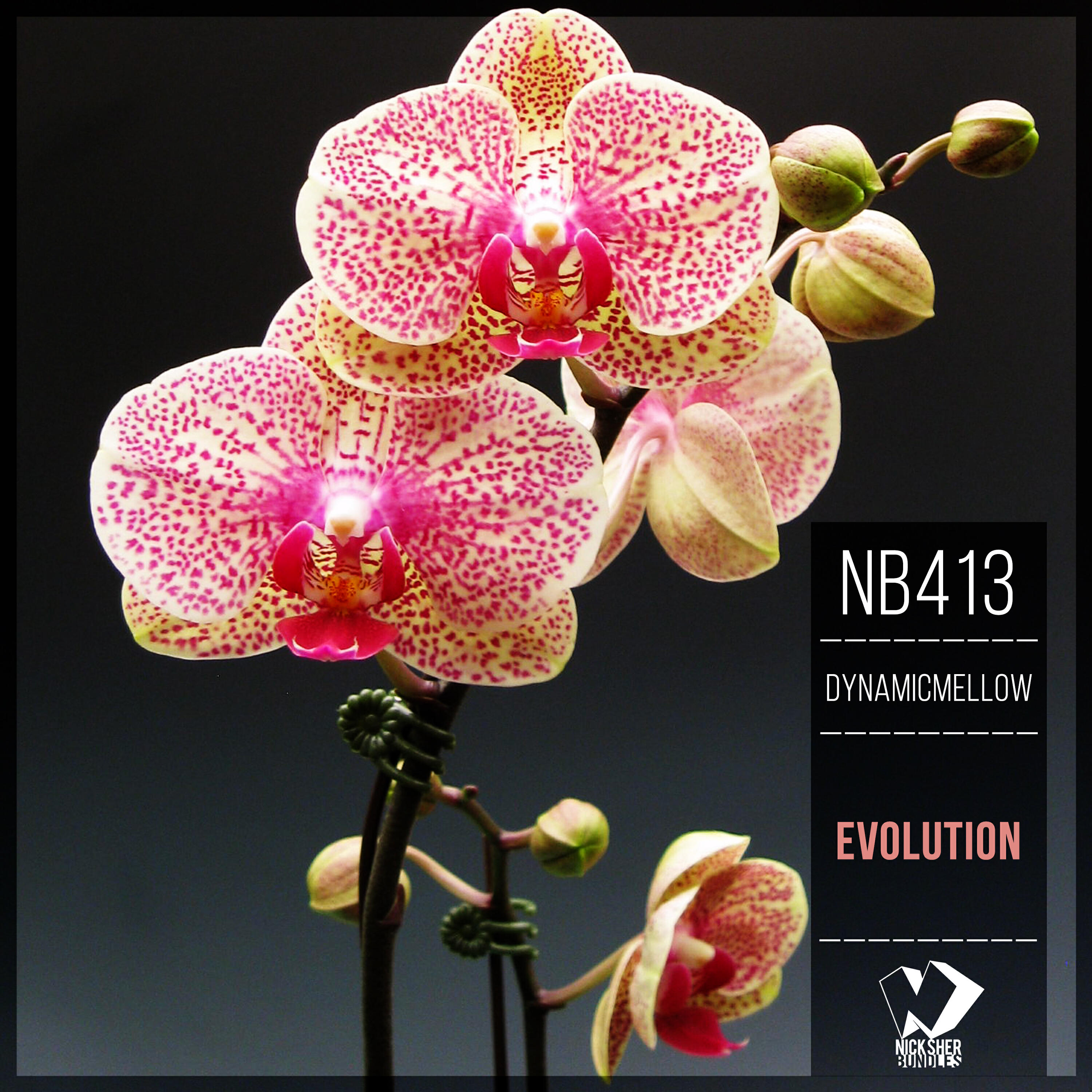 Релиз Evolution
