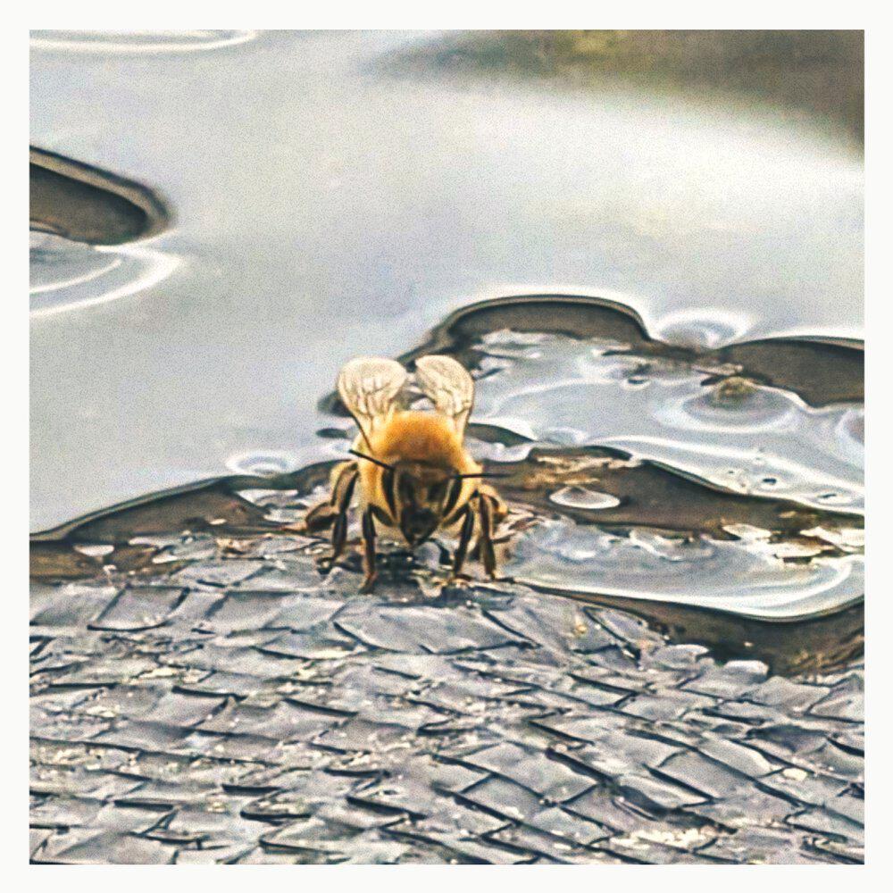 Релиз Bee