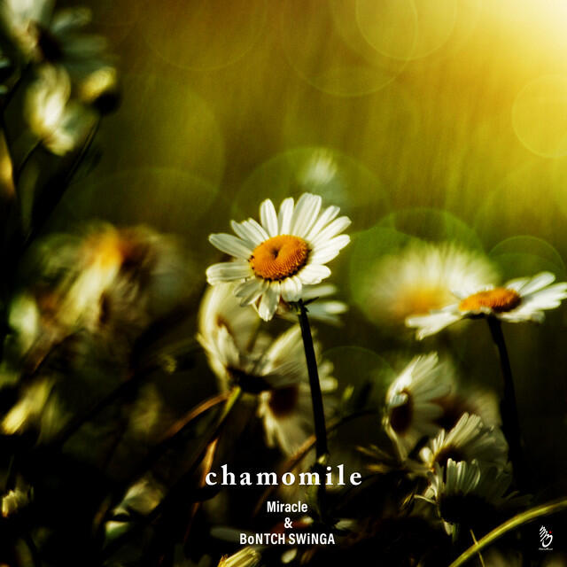 Релиз chamomile