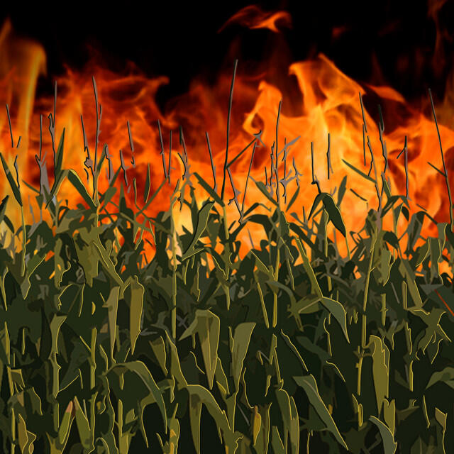 Релиз Cornfield on Fire