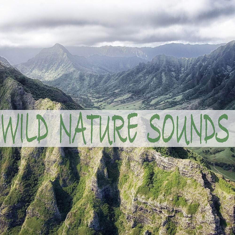 Релиз Wild Nature Sounds