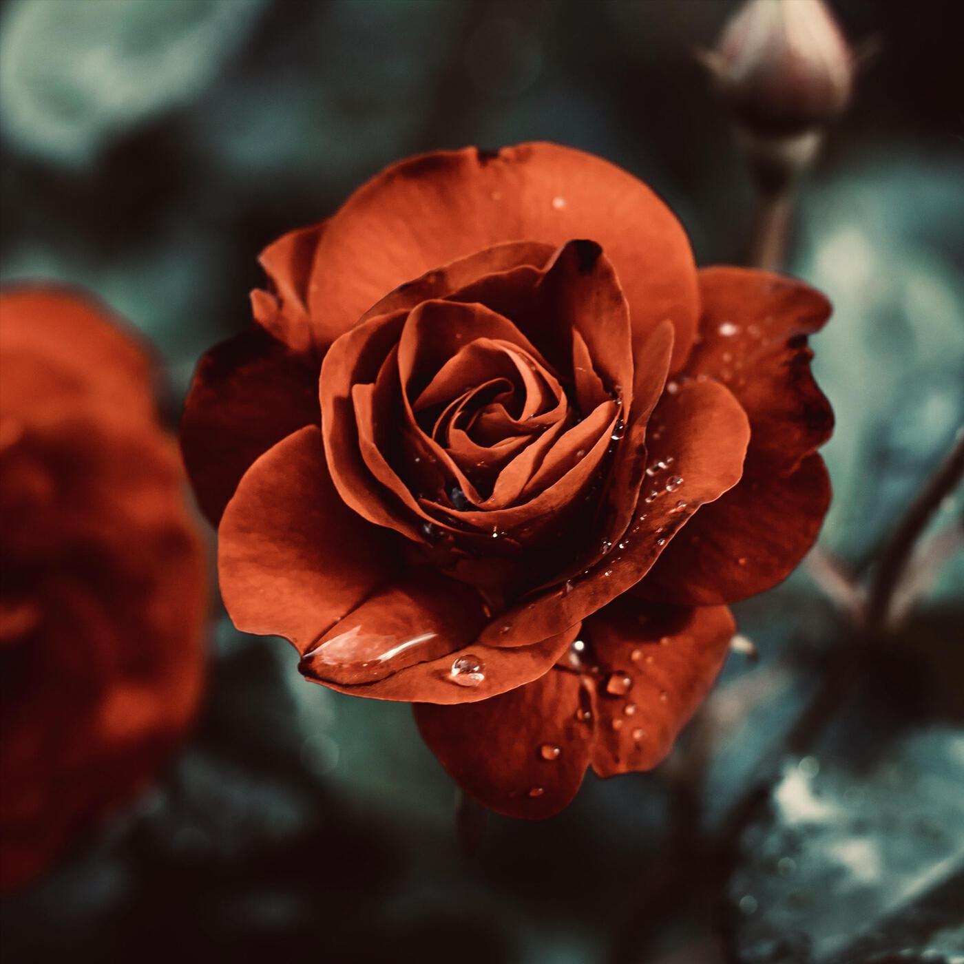 Релиз Raindrop Waltz No. 1 in B Minor