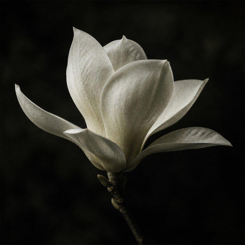 Релиз Magnolia