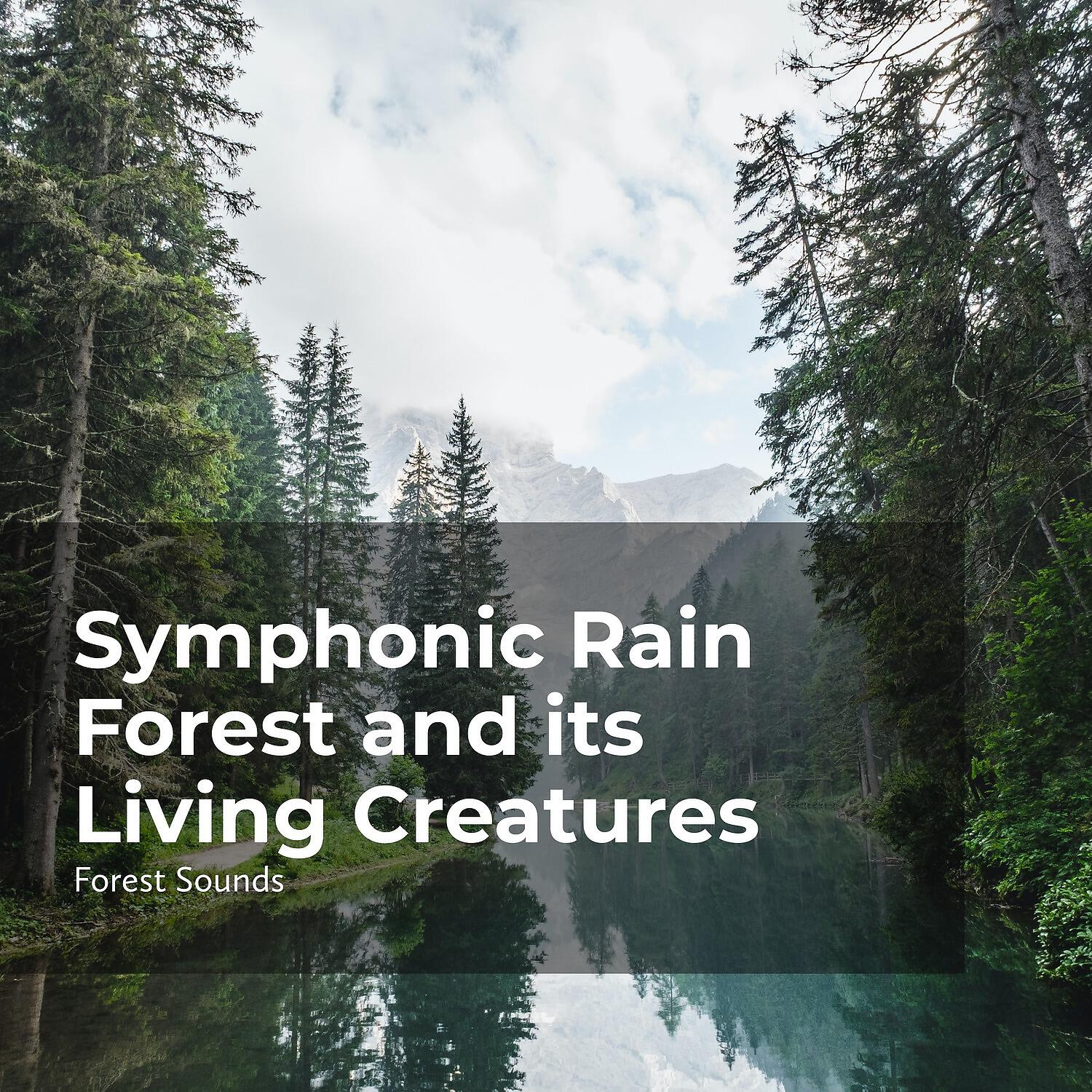 Релиз Symphonic Rain Forest and its Living Creatures