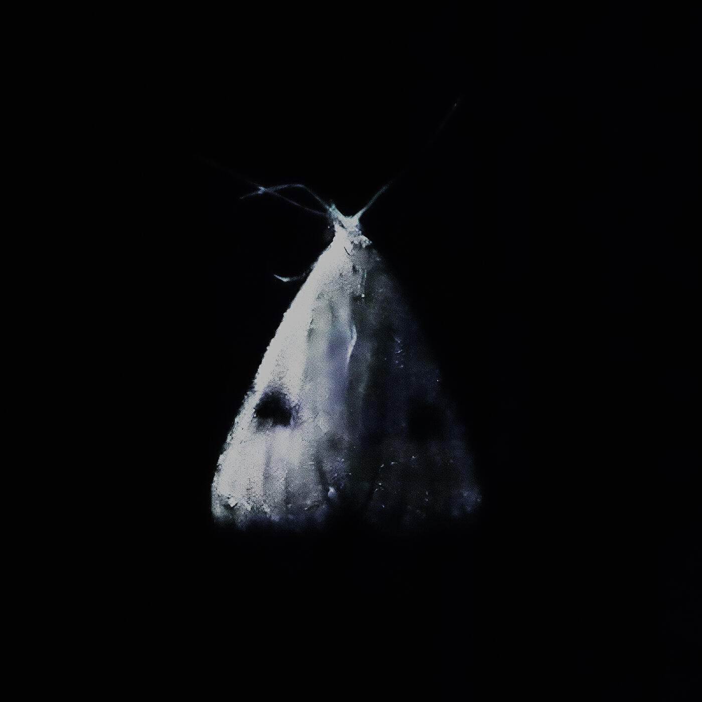 Релиз Moth
