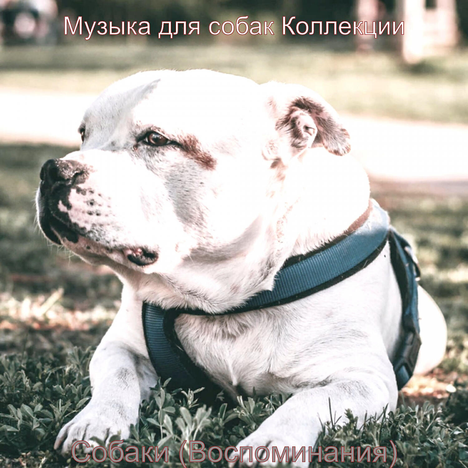 Релиз Собаки (Воспоминания)
