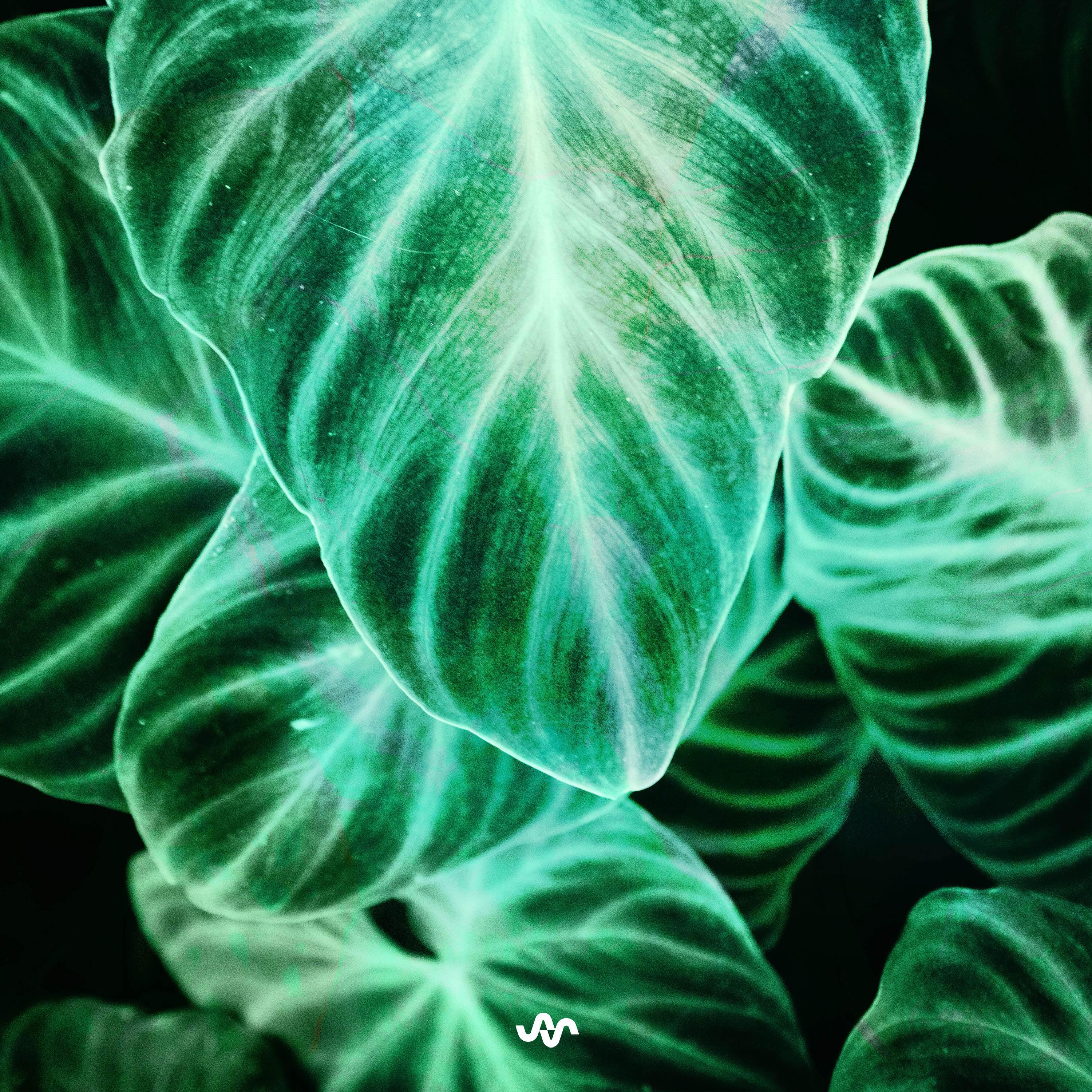 Релиз Lost In Green
