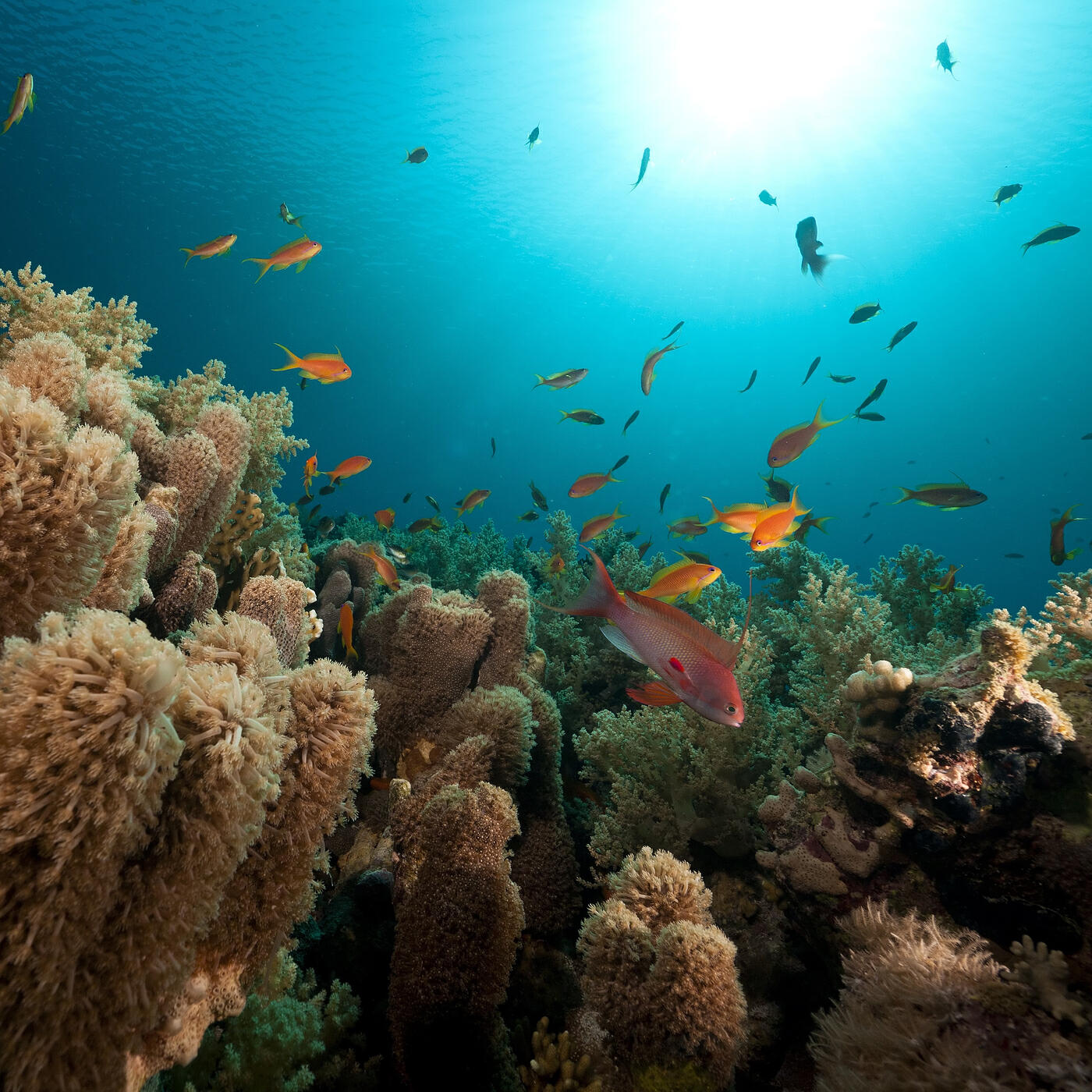 Релиз Coral Reef