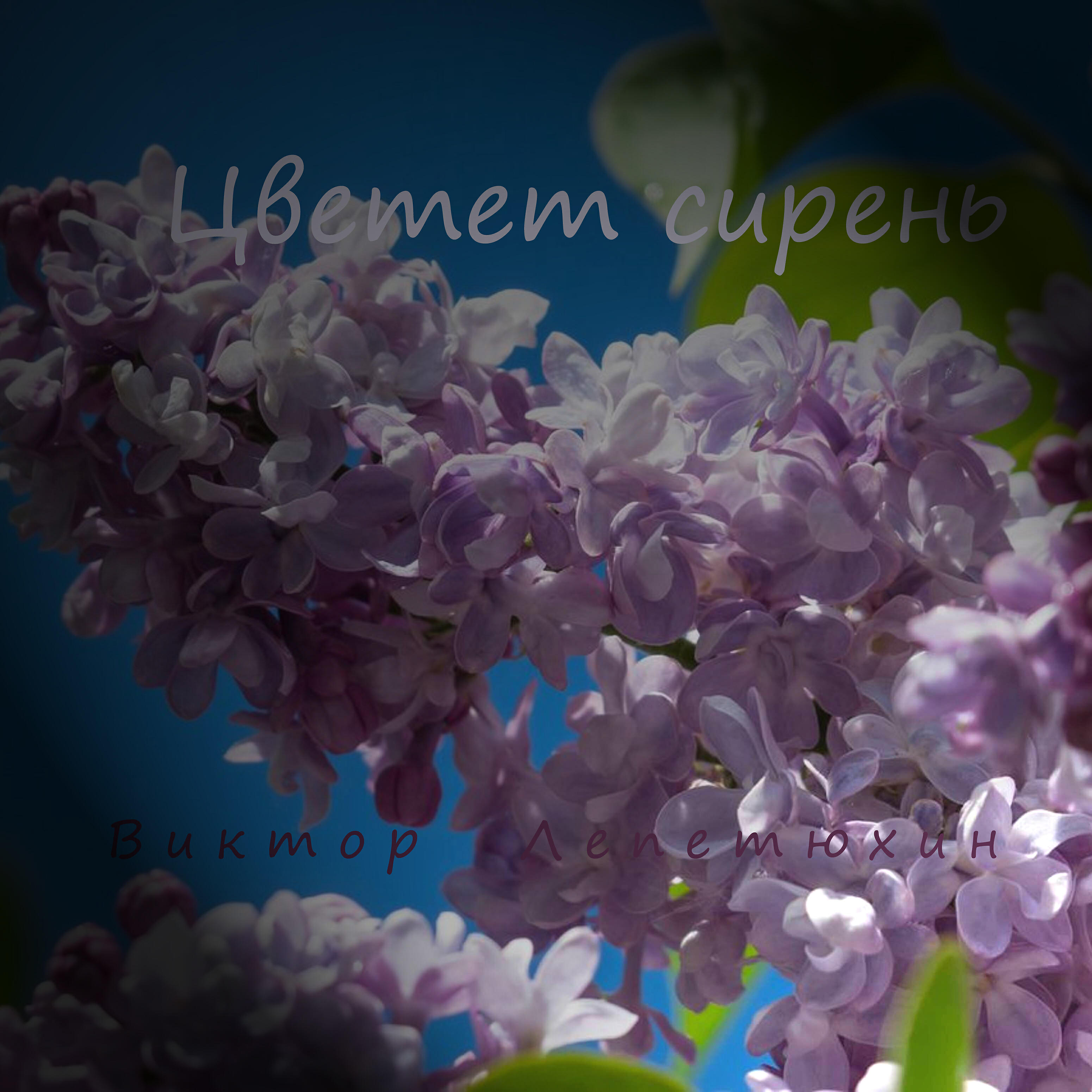 Постер альбома Цветет сирень