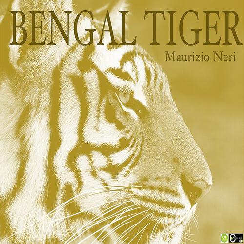Релиз Bengal Tiger