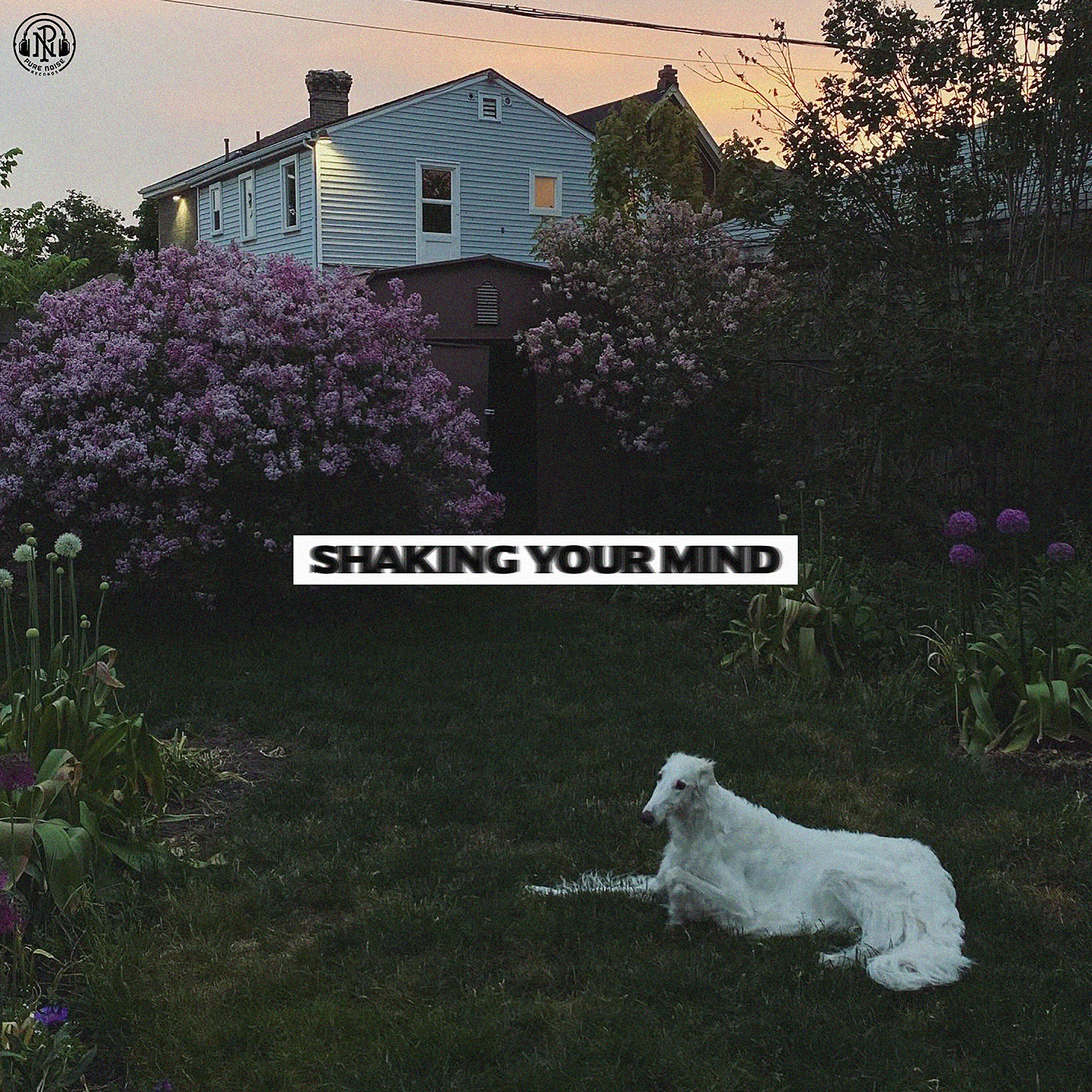 Постер альбома Shaking Your Mind