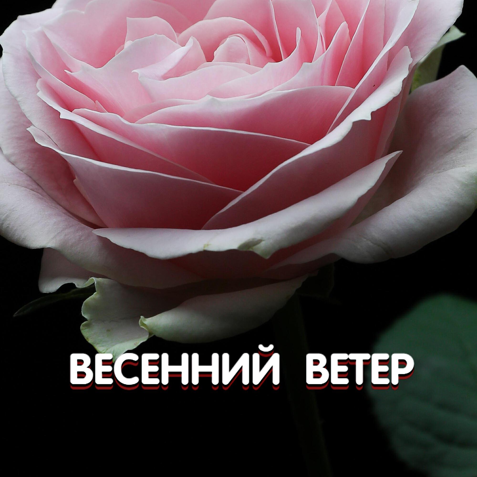 Релиз ВЕСЕННИЙ ВЕТЕР