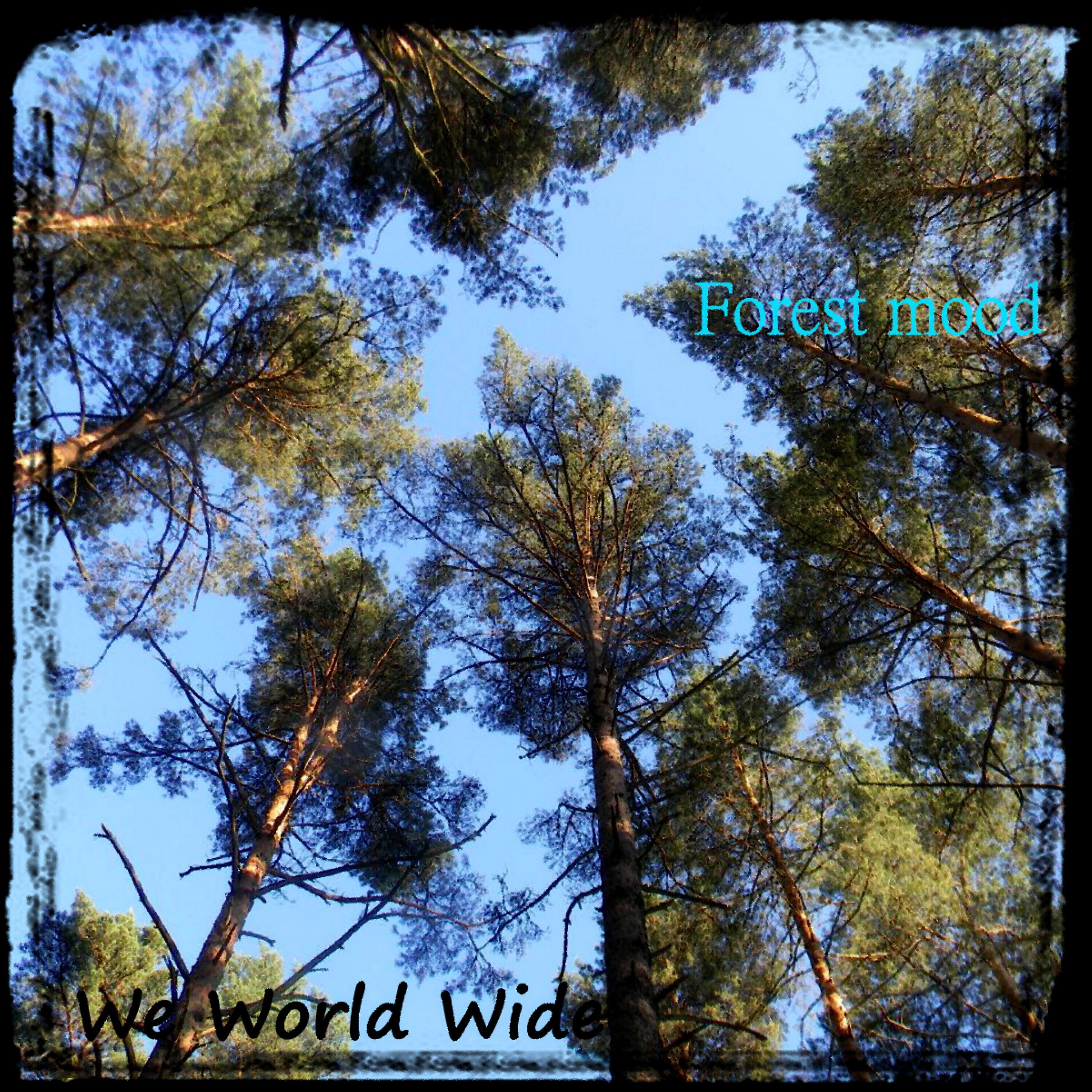 Релиз Forest Mood