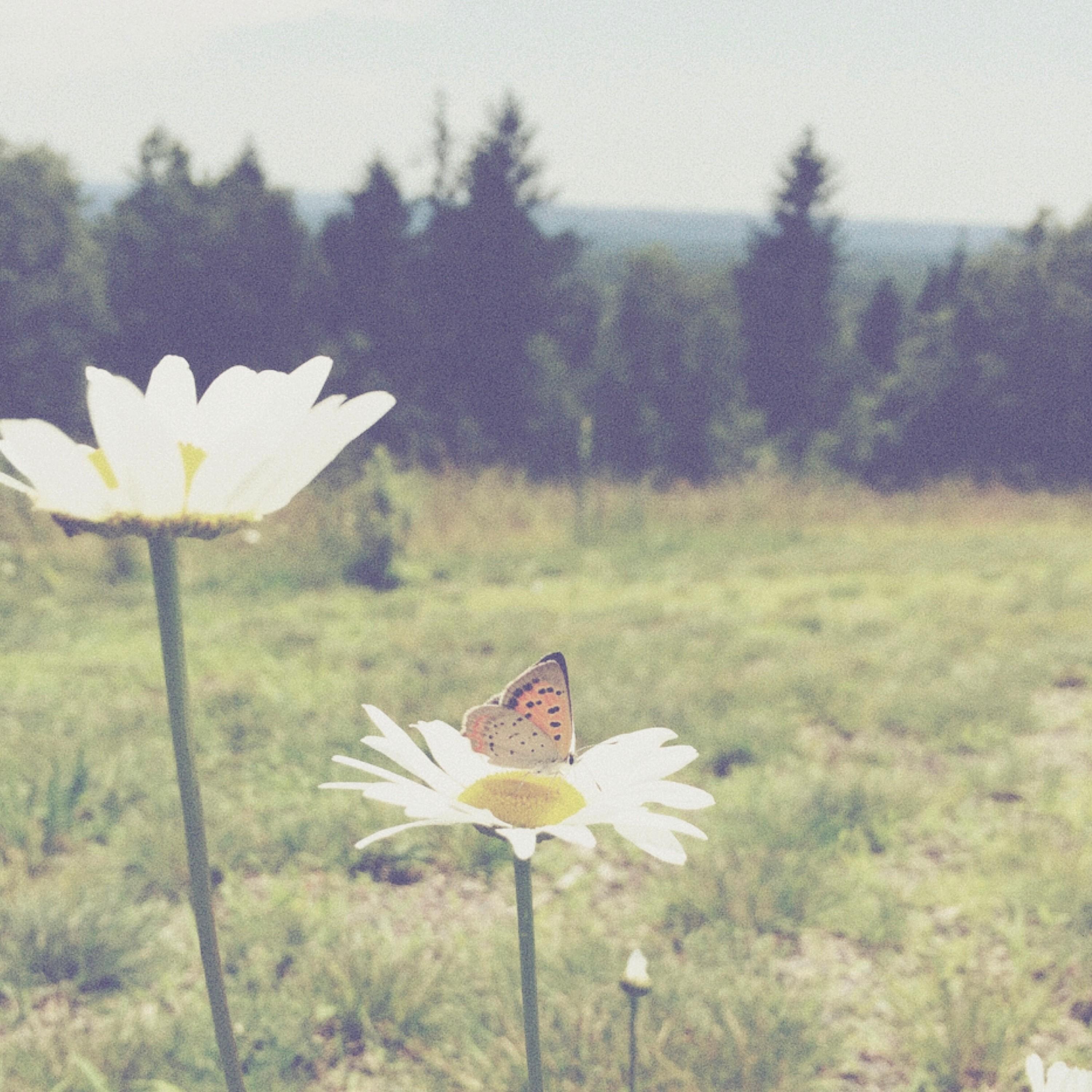 Релиз You Are My Sunshine