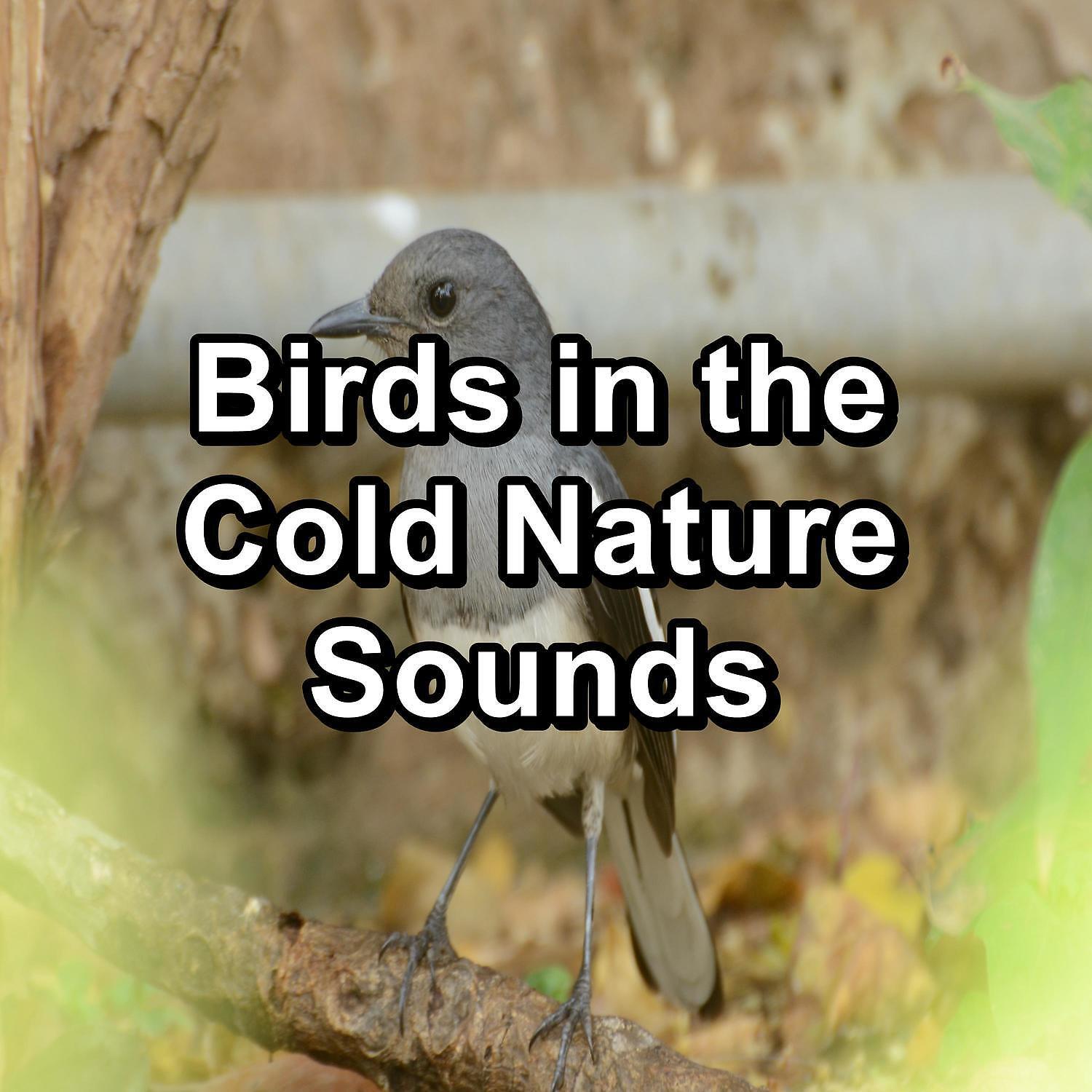 Релиз Birds in the Cold Nature Sounds