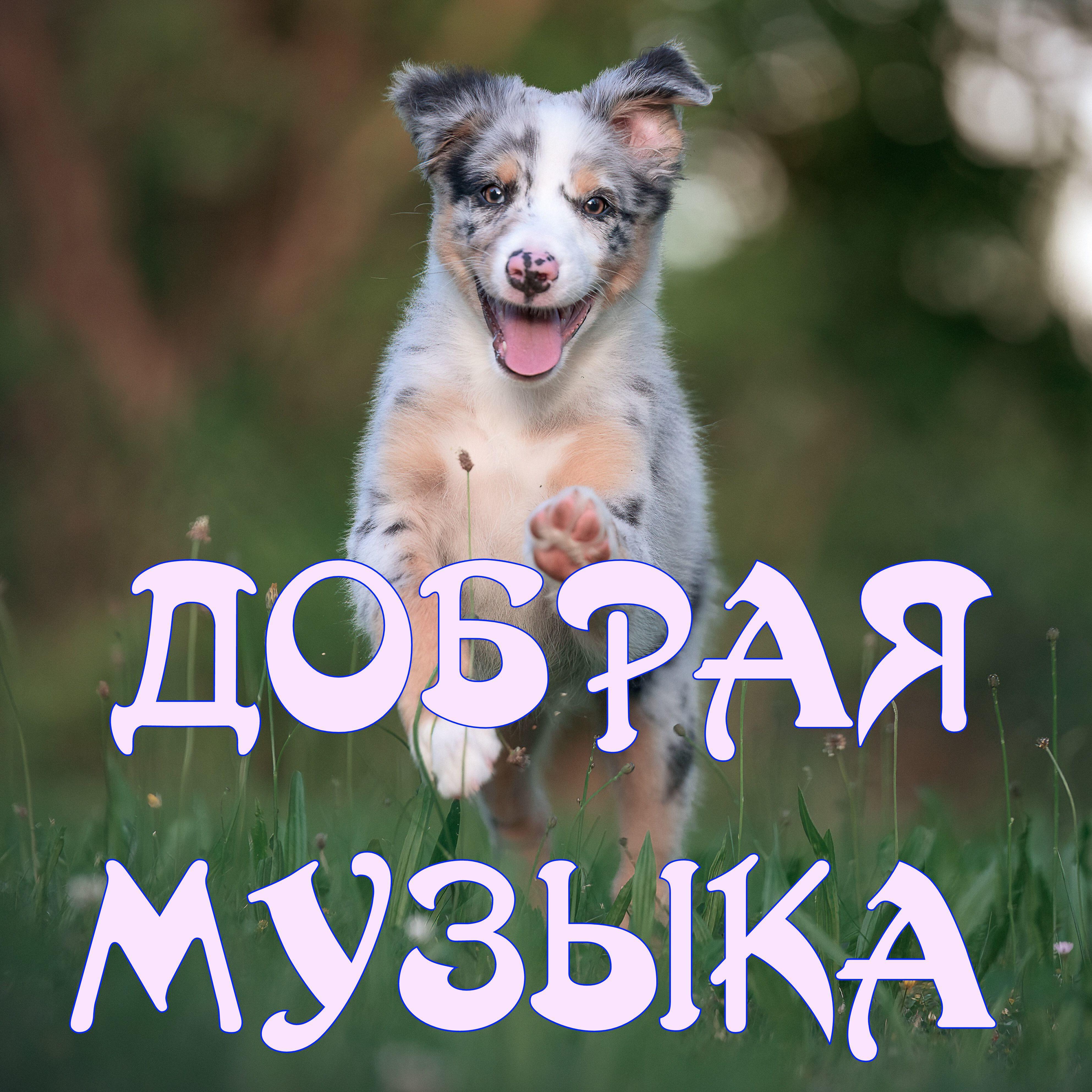 Постер альбома Добрая музыка