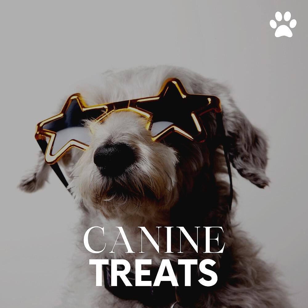 Релиз Canine Treats