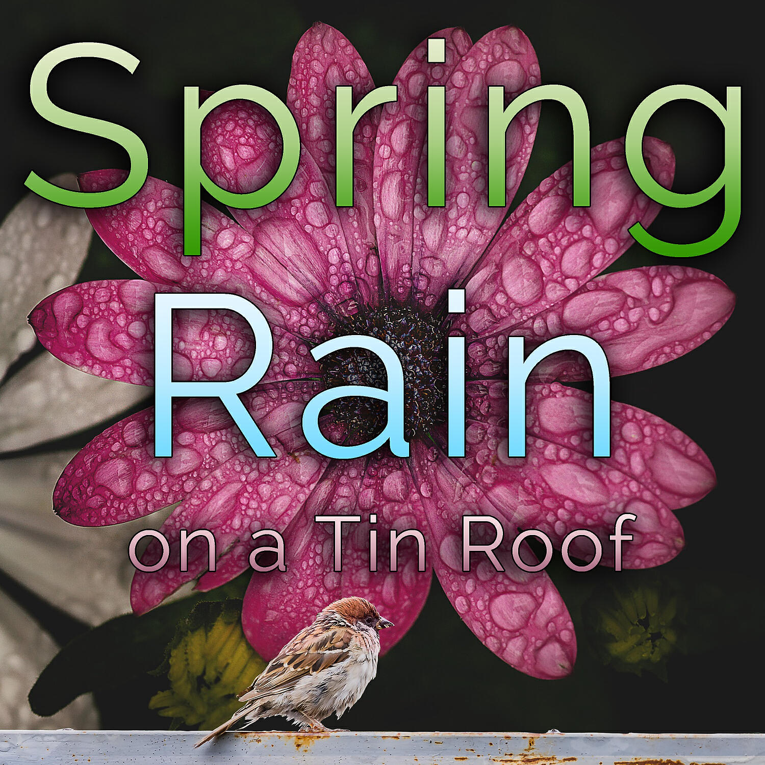 Релиз Spring Rain on a Tin Roof (feat. Zen Meditations from a Sleeping Buddha)
