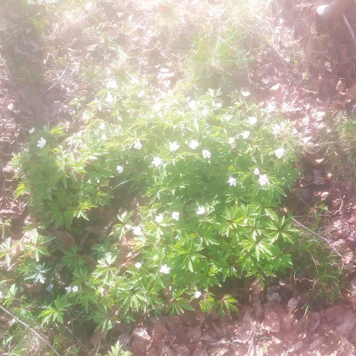 Домашнее видео