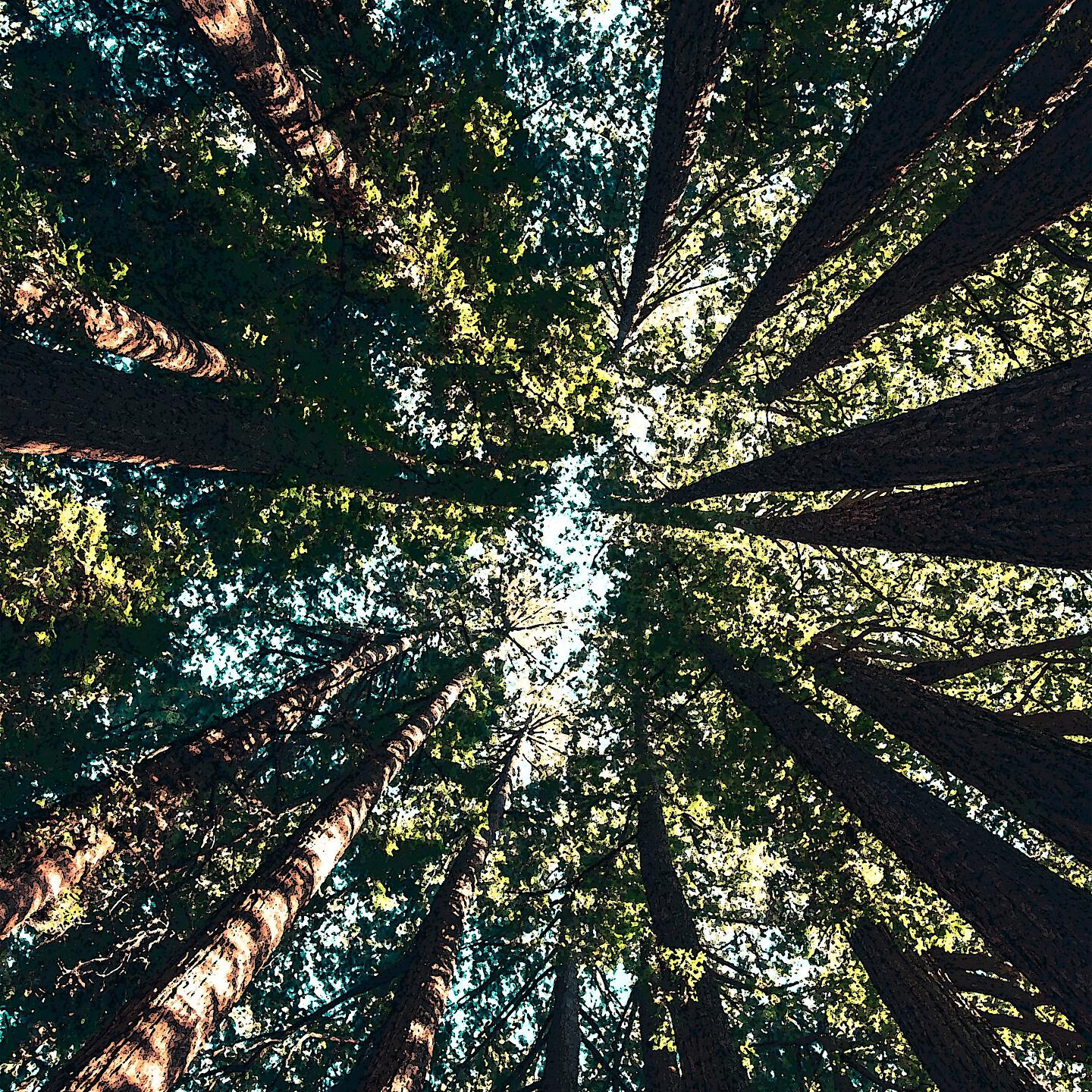 Постер альбома Power Trees