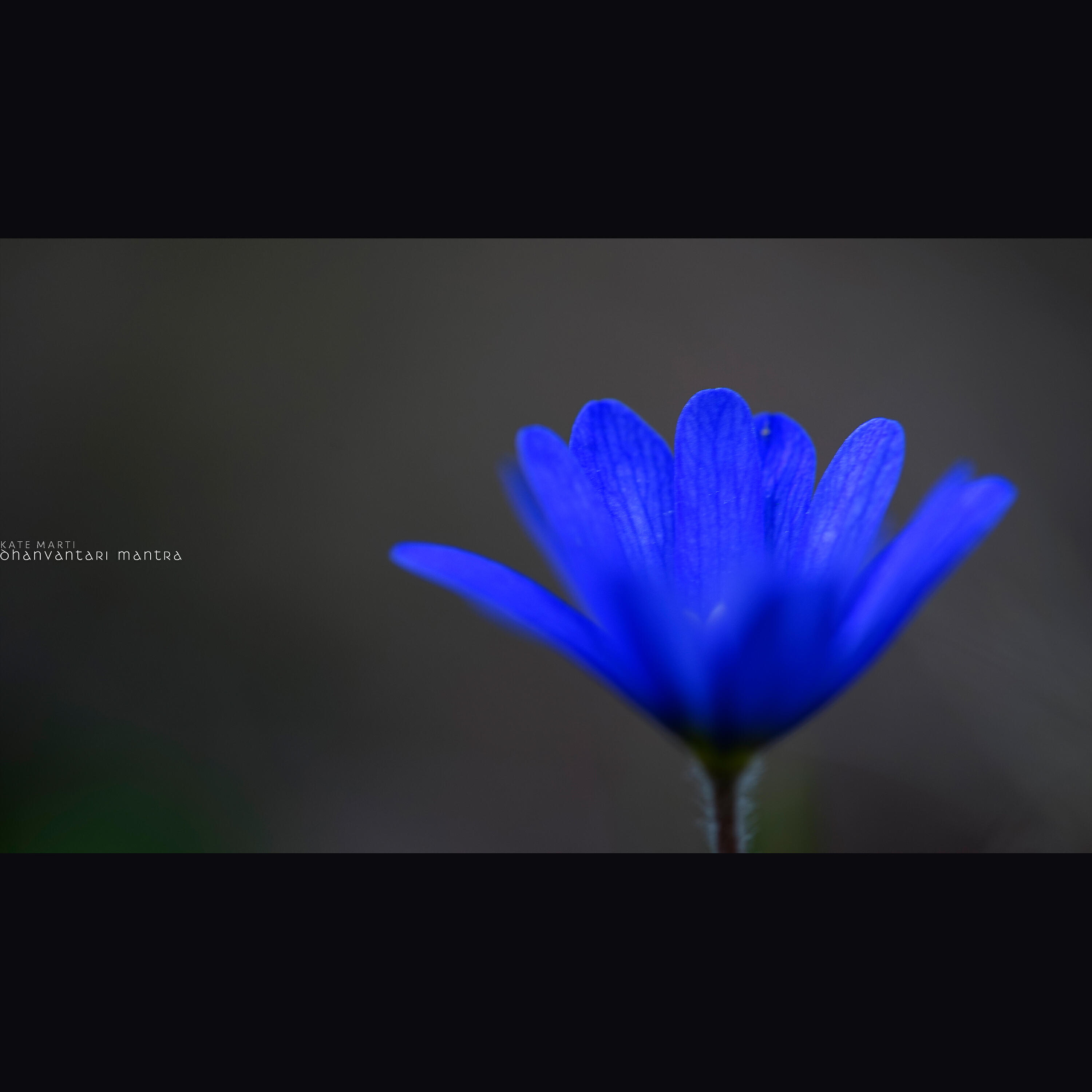 Постер альбома Dhanvantari Mantra