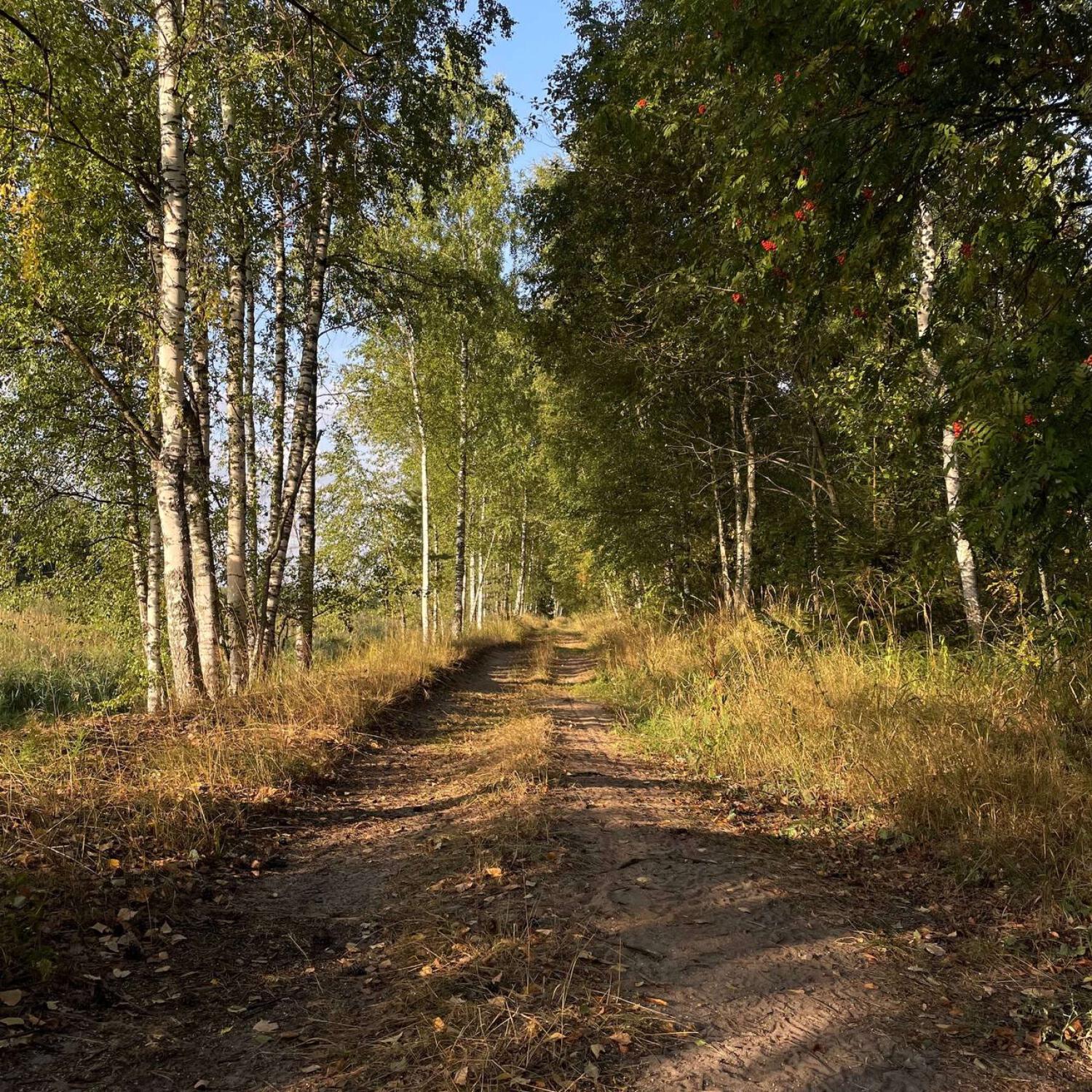 Дорожная трава
