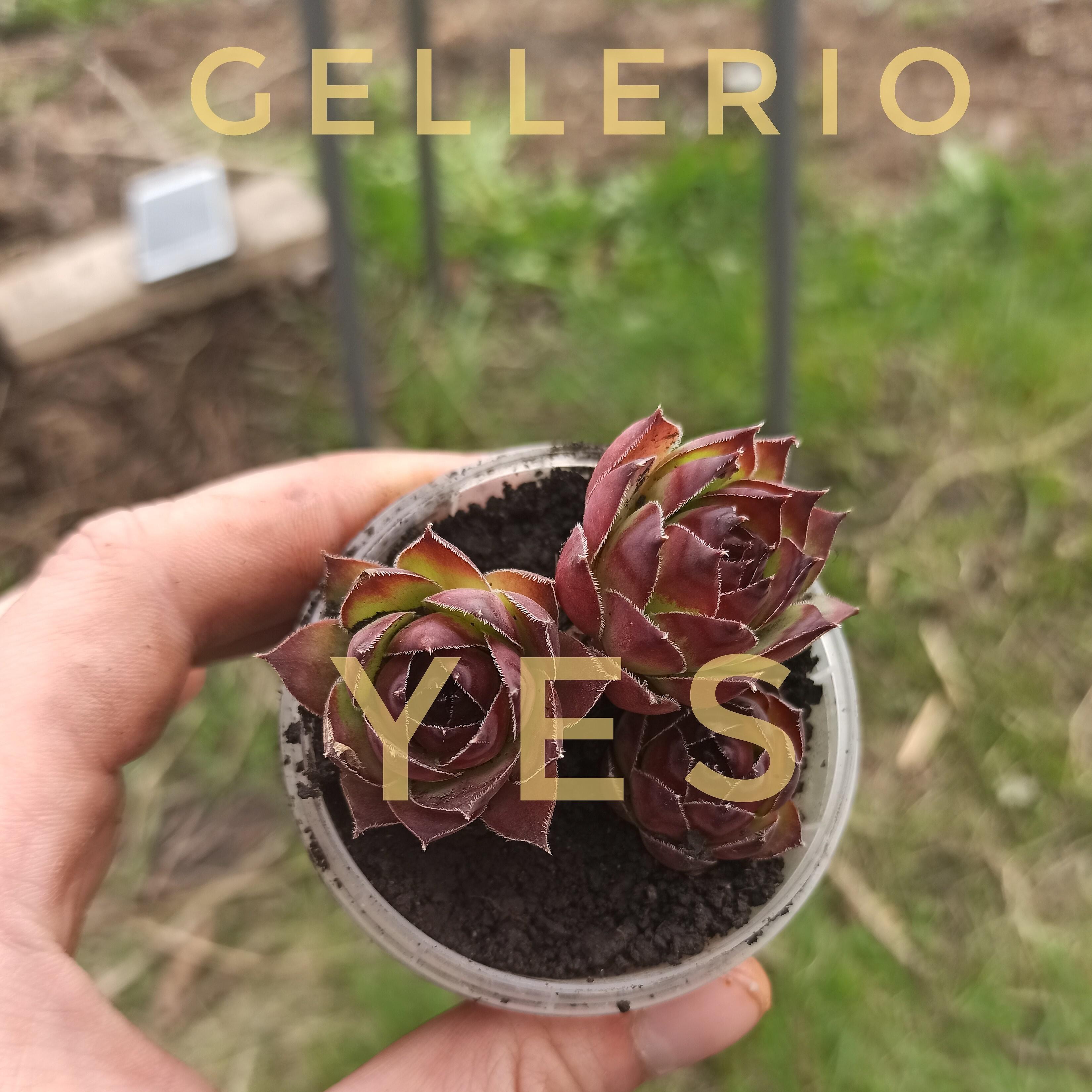 Релиз Yes