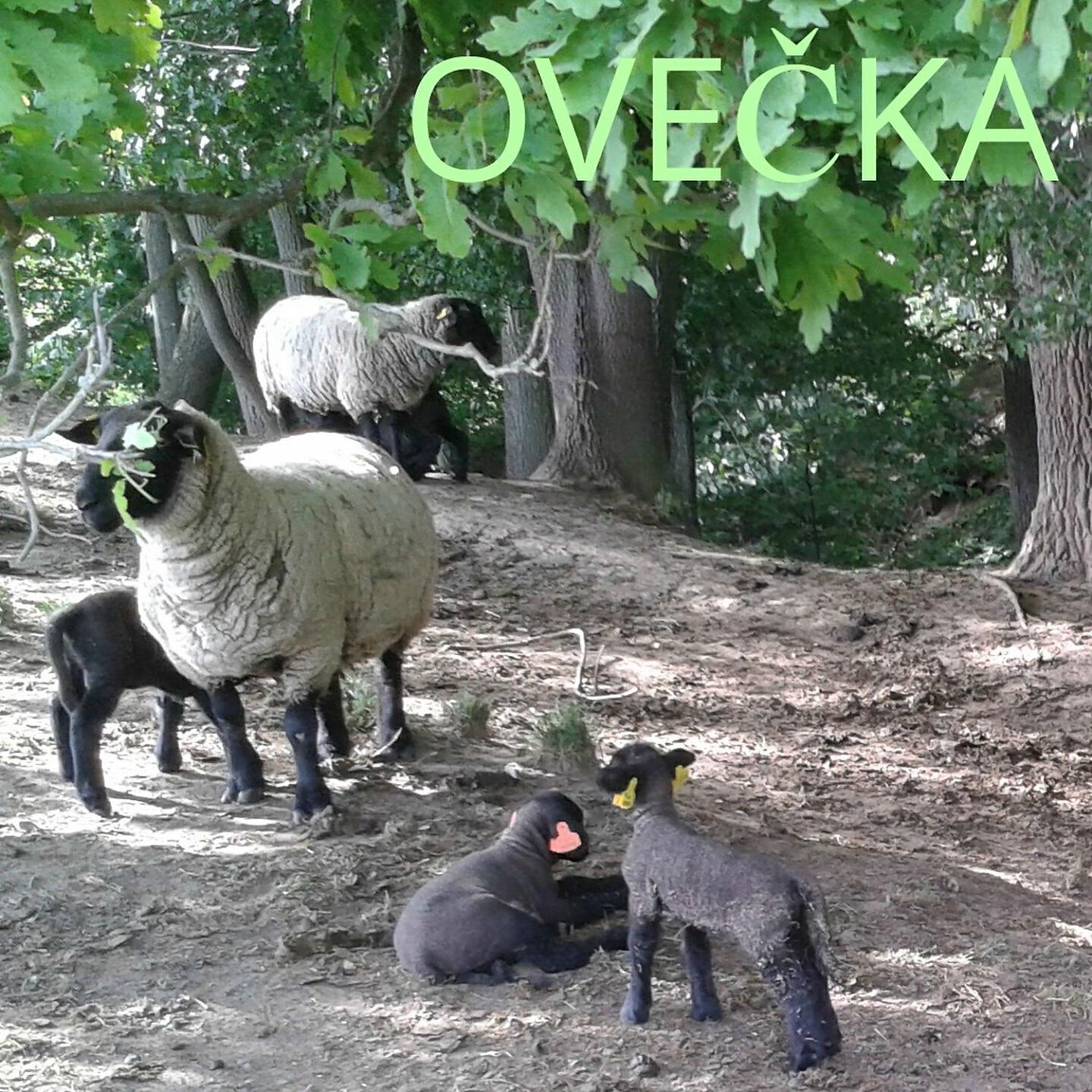 Релиз Ovečka
