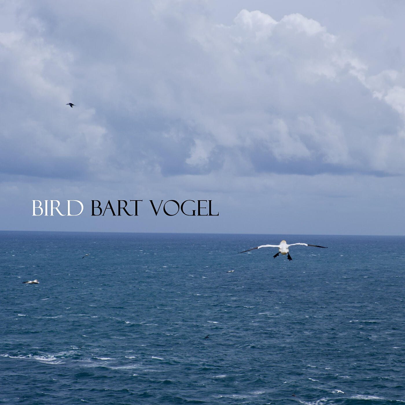 Релиз Bird