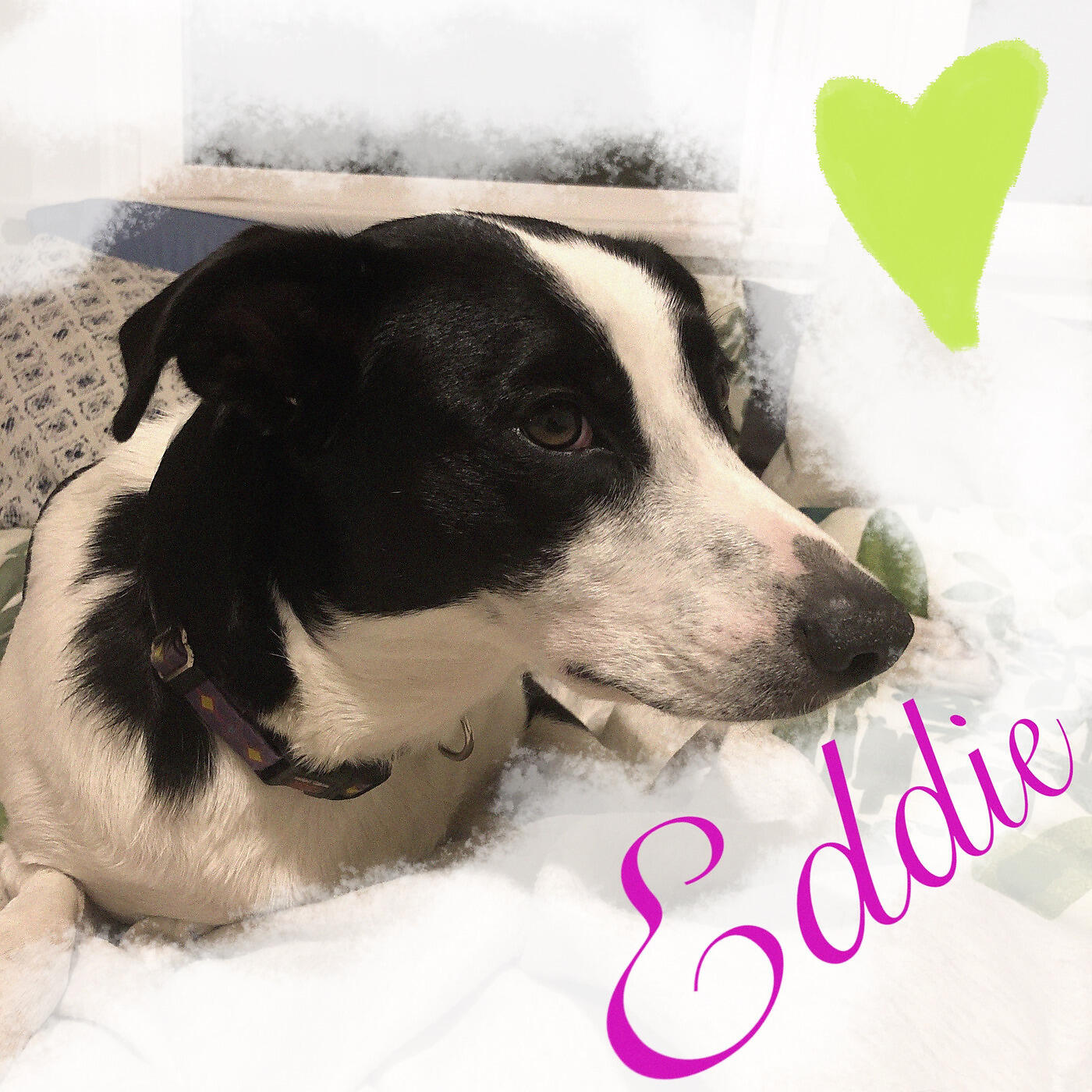 Релиз Eddie