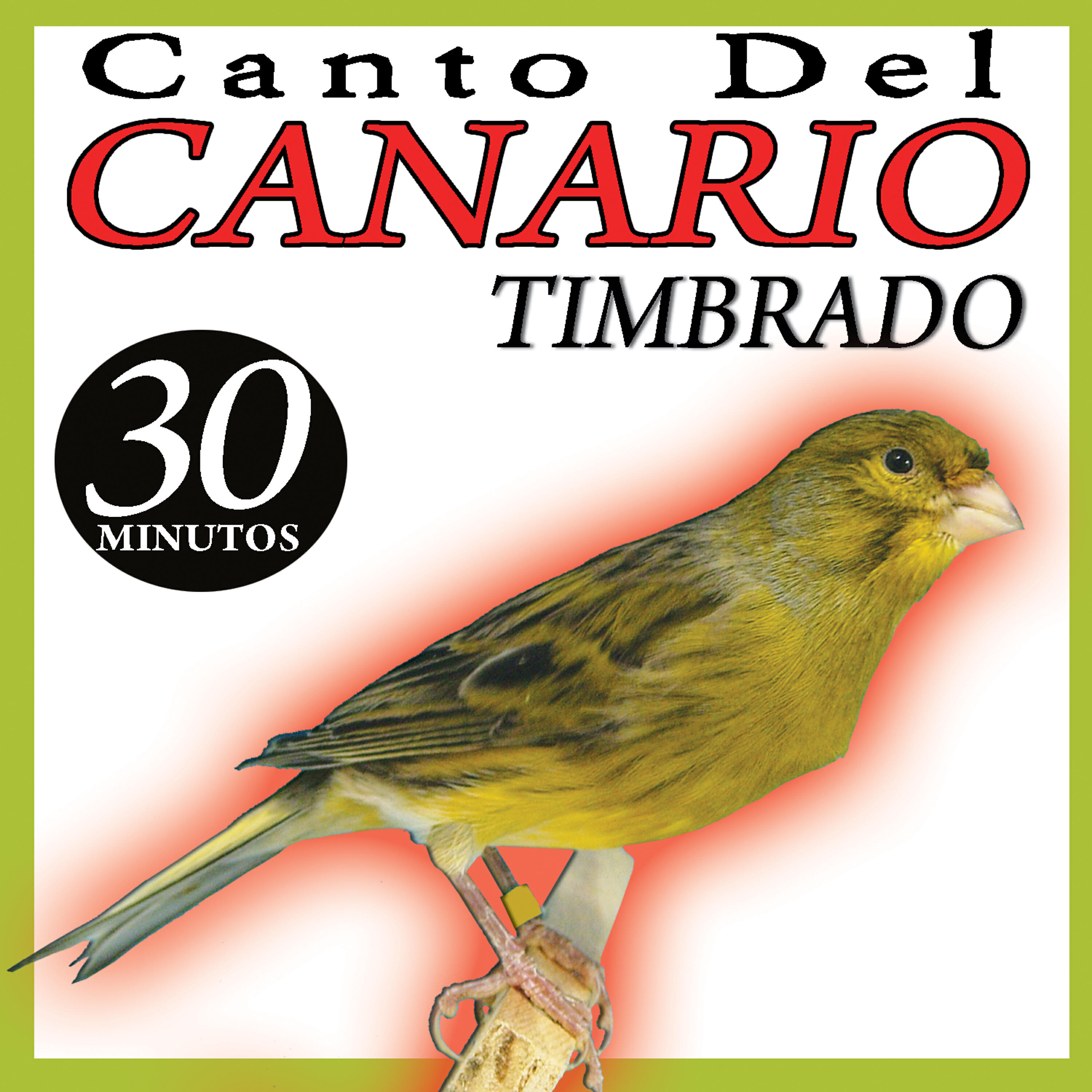 Релиз Canto de Canario Timbrado Español Sonido de Pajaros