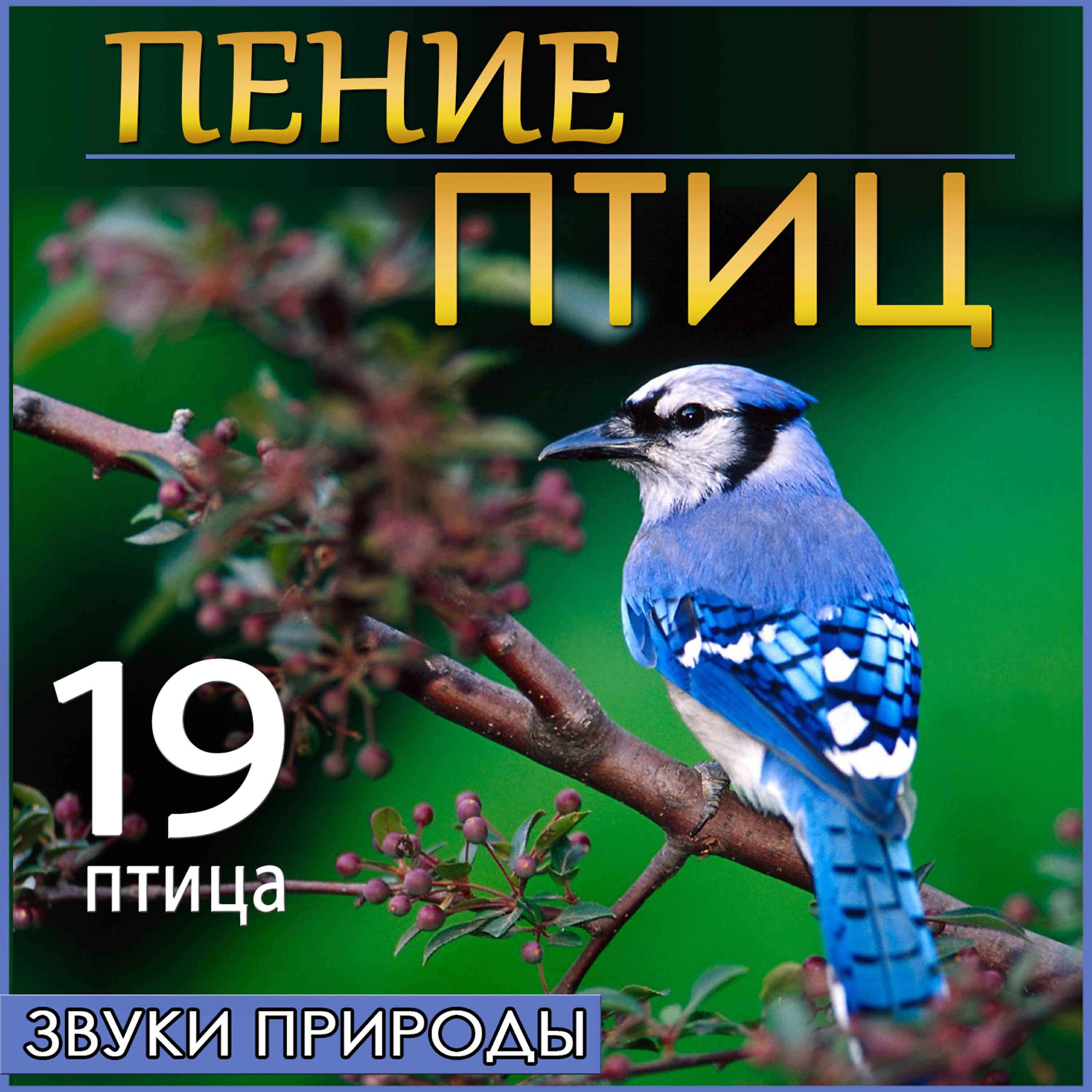 Релиз 19  птица Пение птиц. Звуки природы