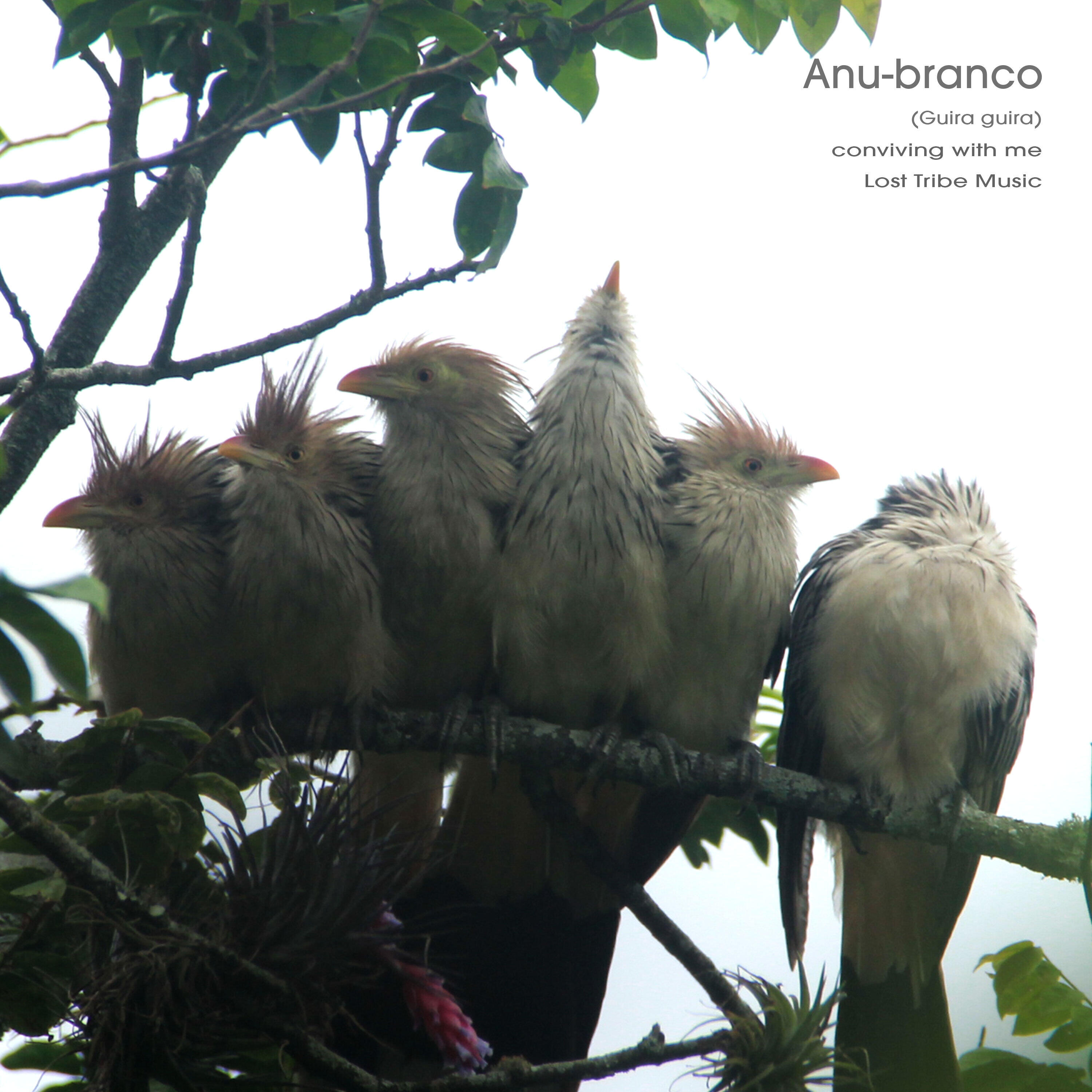 Релиз Anu-Branco (Guira Guira)