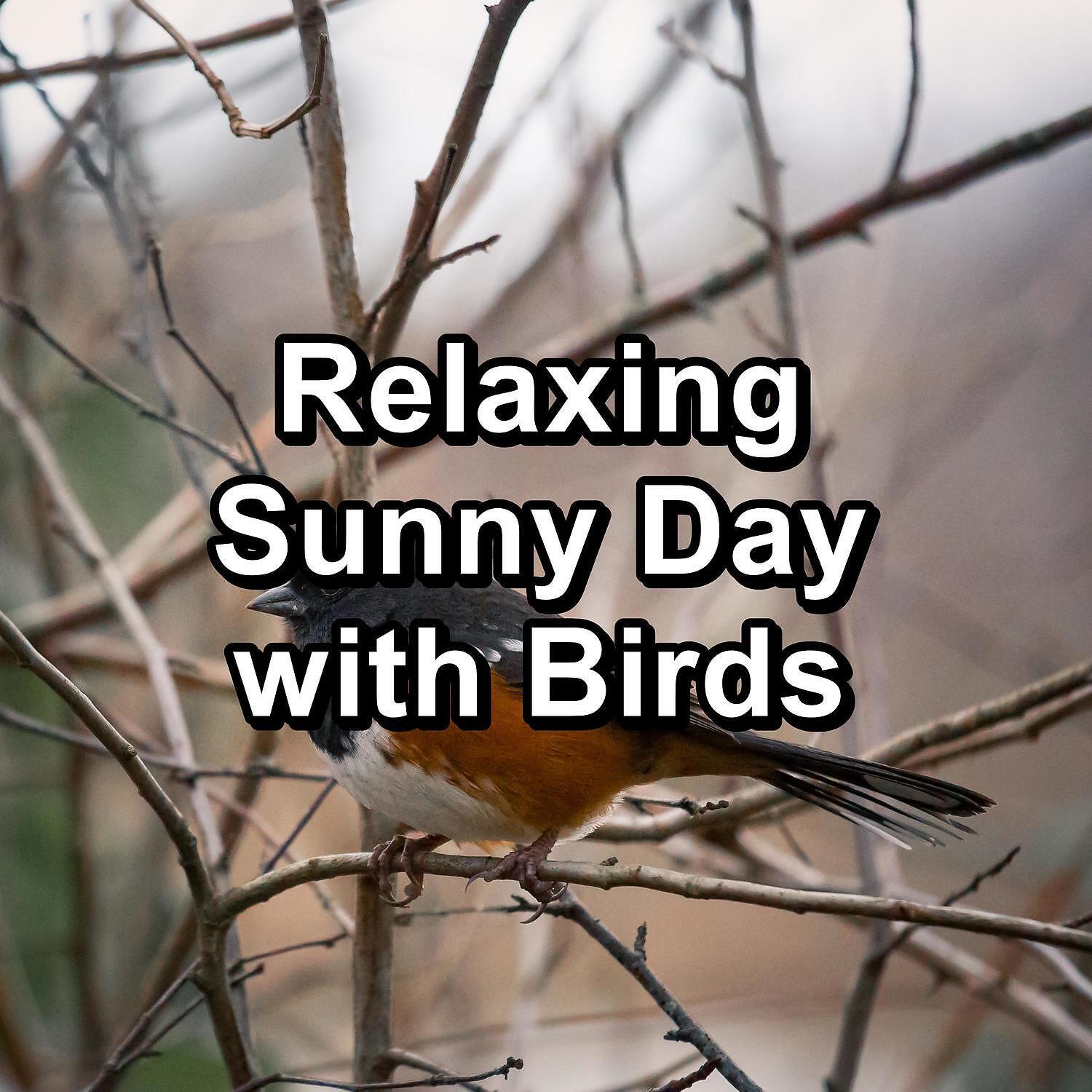 Релиз Relaxing Sunny Day with Birds