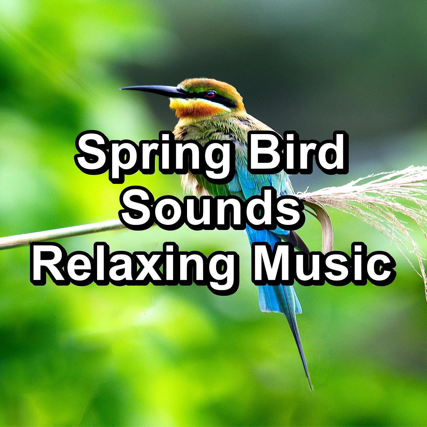Релиз Spring Bird Sounds Relaxing Music
