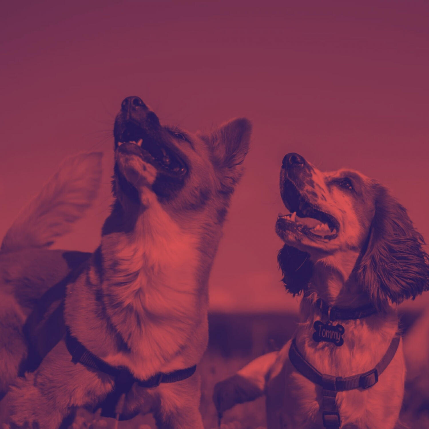 Fine Dog Calming Music