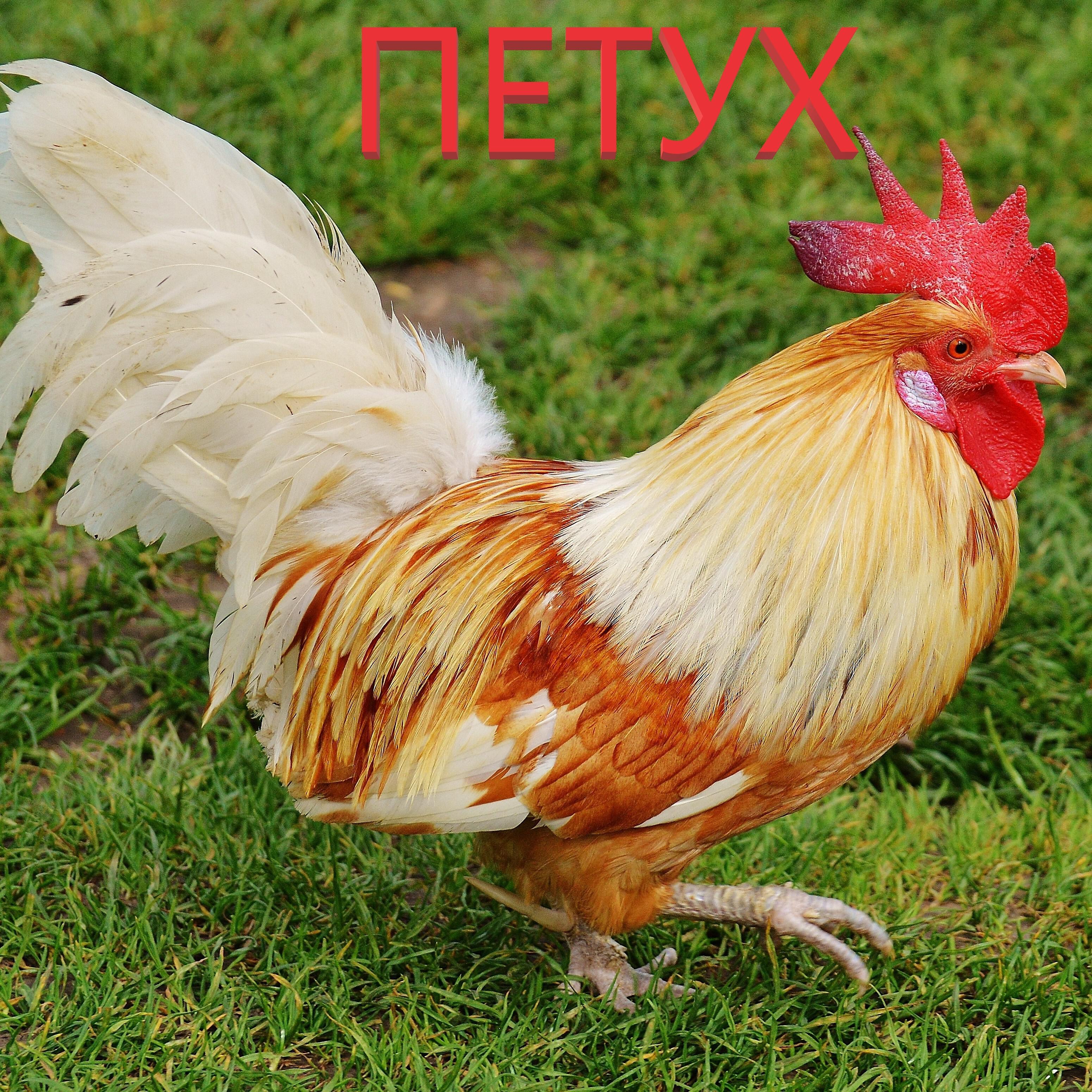 Релиз Петух
